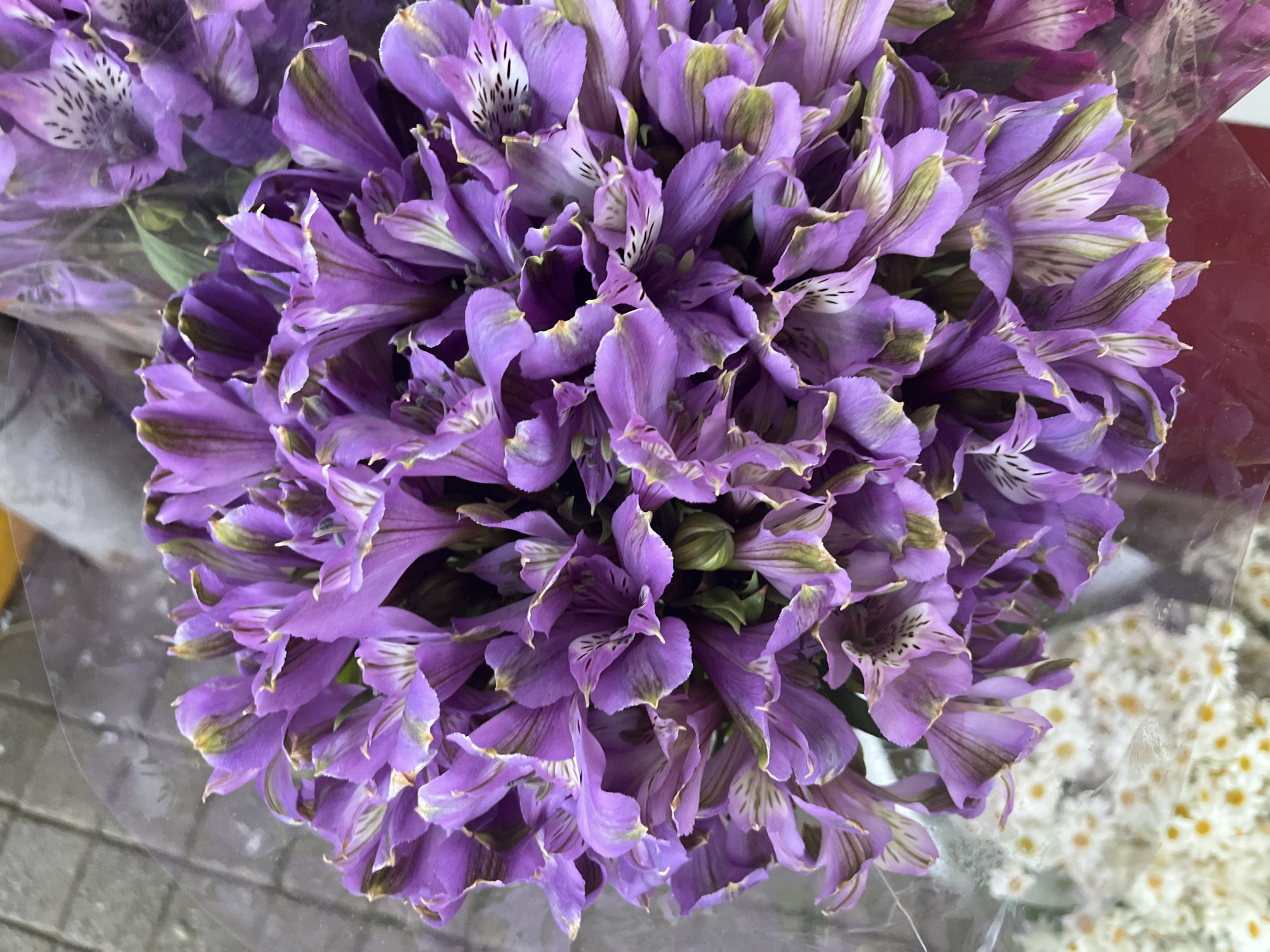 The image shows a close-up of a bouquet of vibrant purple alstroemeria flowers. The flowers are densely packed, with many petals unfurling, revealing intricate patterns of darker purple lines and white speckles on some of the inner petals. The edges of the petals have a slight greenish-yellow hue. A clear plastic wrap surrounds the bouquet, and in the background, out of focus, a cobblestone pavement is visible, along with hints of other flowers, including white daisies with yellow centers, and a deep red surface. The overall lighting suggests an outdoor setting, possibly a market stall in Sochi, Russia.