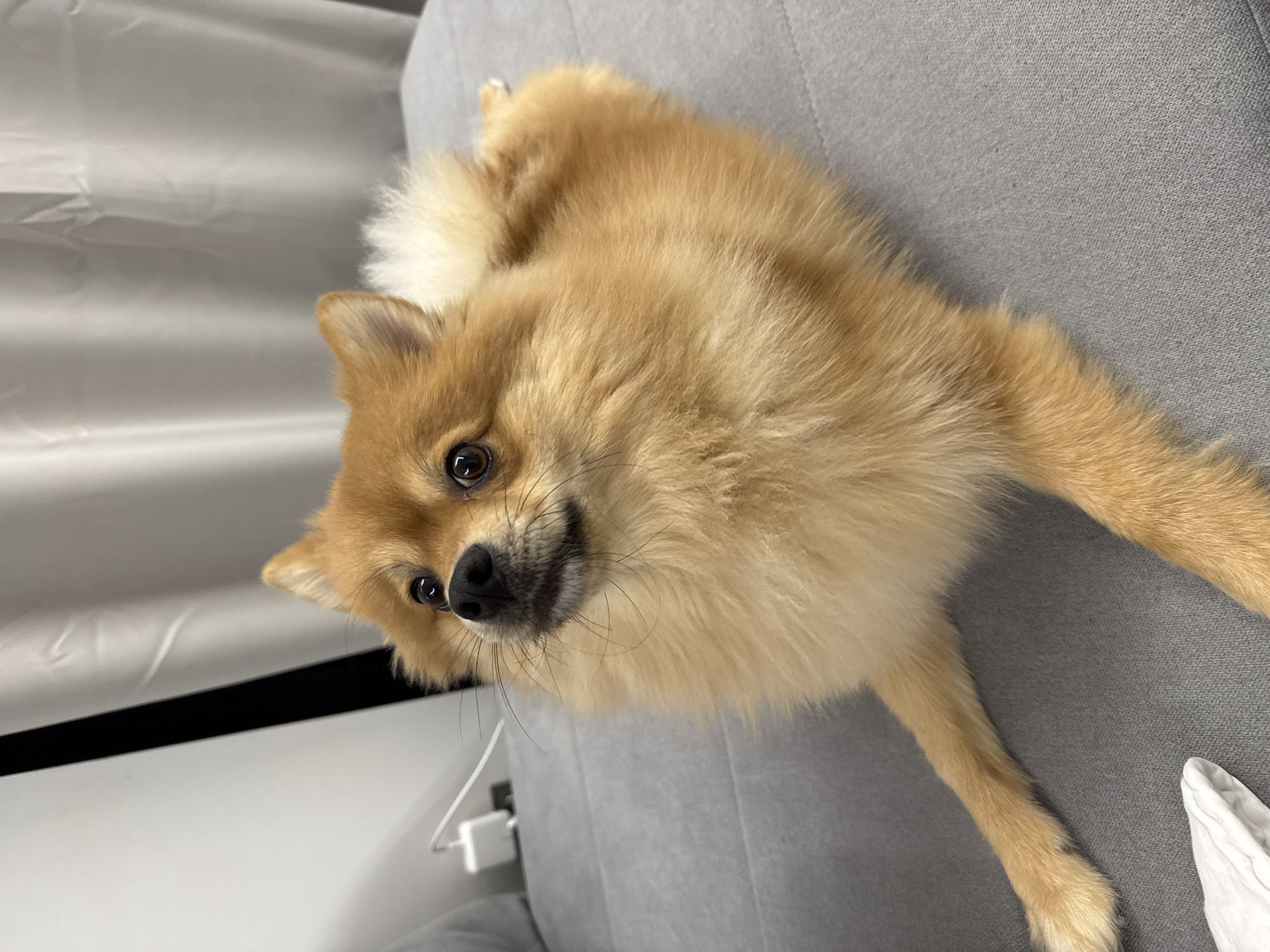 A fluffy, tan Pomeranian dog is lying on a gray upholstered surface. The dog is looking directly at the viewer with a slight tilt of its head. Behind the dog, to the left, is a white wall or curtain, with an object resembling a white power adapter attached to the wall. The scene is indoors. A specific location within Sofia, Bulgaria, cannot be determined from the image.