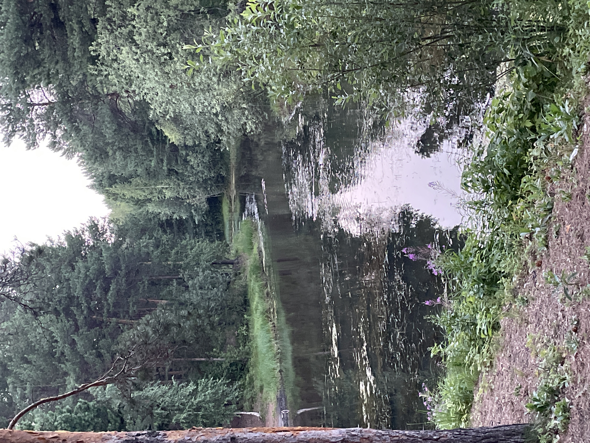 The image depicts a serene natural scene, likely in Surgut, Russia, given the provided location context. The orientation of the image is rotated 90 degrees counter-clockwise.
The primary subjects are a body of water, likely a river or canal, flanked by dense green foliage. On the left side, tall, dark green trees form a thick forest that recedes into the distance. The trees appear to be conifer species, typical of northern climates. On the right bank, the vegetation is a mix of leafy green bushes and grasses, with some patches of dry, reddish-brown soil or ground cover visible. Scattered amongst the greenery on the right bank are a few small sprigs of pinkish-purple wildflowers. The water itself is calm, reflecting the surrounding trees and the sky. The reflection of the sky is bright, suggesting it might be a cloudy day, or perhaps late afternoon or early morning.
There are no people or specific objects prominently featured in the scene, emphasizing the natural and undisturbed quality of the location. The overall mood is tranquil and peaceful. The time of day appears to be either early morning or late afternoon, judging by the soft, diffused light and the calm water. There is no visible text in the image. The presence of dense coniferous forests and what appears to be a waterway are consistent with a natural landscape in a region like Surgut.