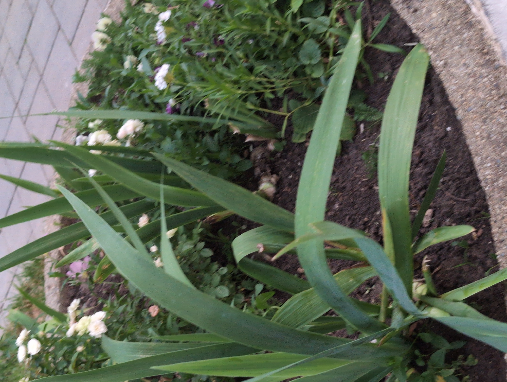 The image depicts a close-up view of a garden bed with various plants, predominantly featuring tall, sword-like green leaves in the foreground. Amongst these larger leaves, smaller white and pink flowers are visible in the background, partially obscured by the foliage. The ground appears to be dark soil, with a textured concrete or stone border visible at the bottom right of the frame. The overall scene suggests an outdoor environment, likely a residential or public garden. No people, actions, or interactions are depicted. The specific location within Krasnodar, Russia, cannot be determined from the visual information provided.