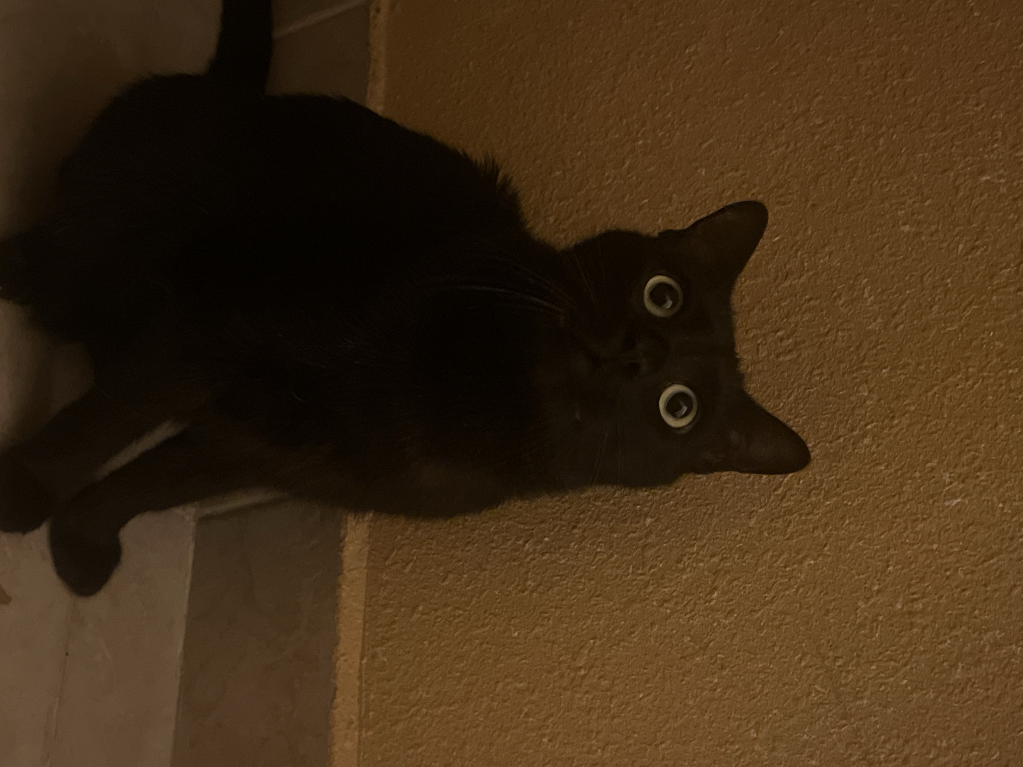 A black cat is depicted indoors, lying on a light-colored floor or rug next to a textured, brownish wall. The image is rotated 90 degrees clockwise, so the cat appears to be oriented upwards. It is looking directly at the camera with wide, alert eyes, which are prominently lit by an unseen artificial light source, creating bright circular reflections. The cat's fur is very dark, almost blending into the shadows, highlighting its piercing gaze. The lighting is dim, suggesting an evening or nighttime indoor setting. No text is visible in the image. The location is Sofia, Bulgaria.
