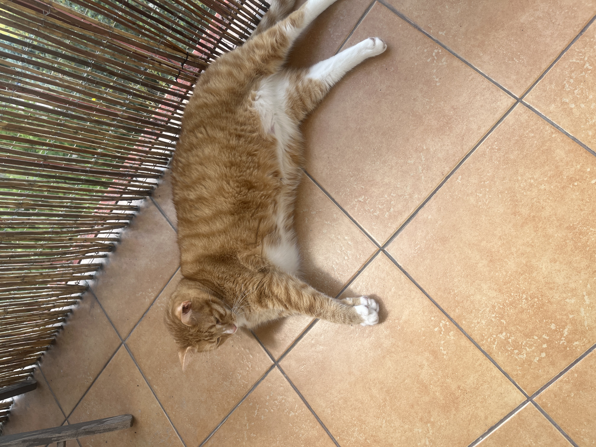 An orange tabby cat is lying on its side on a tiled patio, with its paws extended forward. The cat has white paws and a white chest. Behind the cat is a bamboo screen, and beyond that, greenery is visible. The patio tiles are a light brown color with darker grout lines. A wooden chair leg is visible in the upper left corner of the image. The scene appears to be on a balcony or patio in an urban setting. The image was taken in Zabrze, Poland.