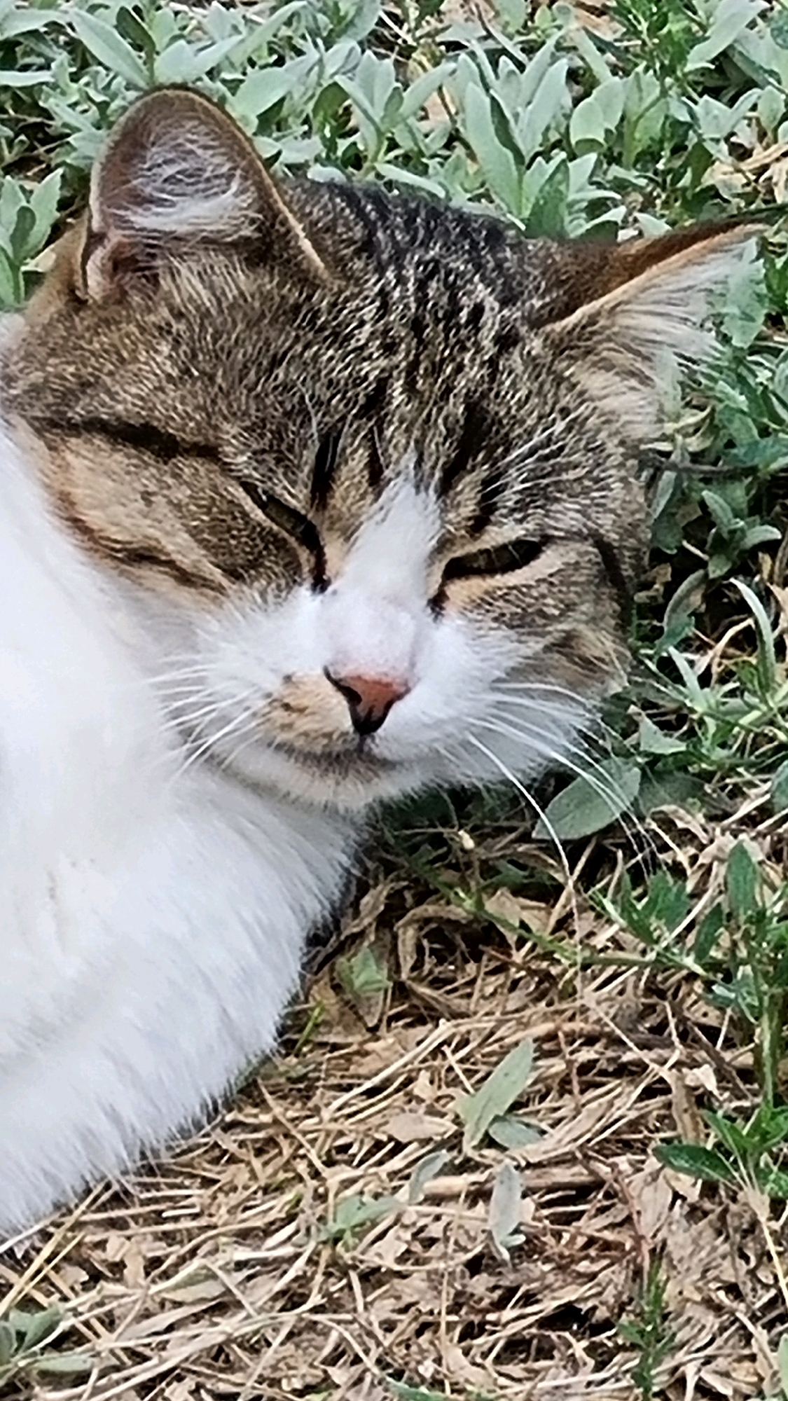 The image shows a close-up of a domestic cat's face resting among dry grass and green foliage. The cat, with tabby markings and white fur on its chest and muzzle, appears to be sleeping with its eyes closed. Its pink nose and white whiskers are visible. The background consists of a natural outdoor environment, likely a grassy area. There is no indication of the city of Smila, Ukraine, or any specific location within a city.