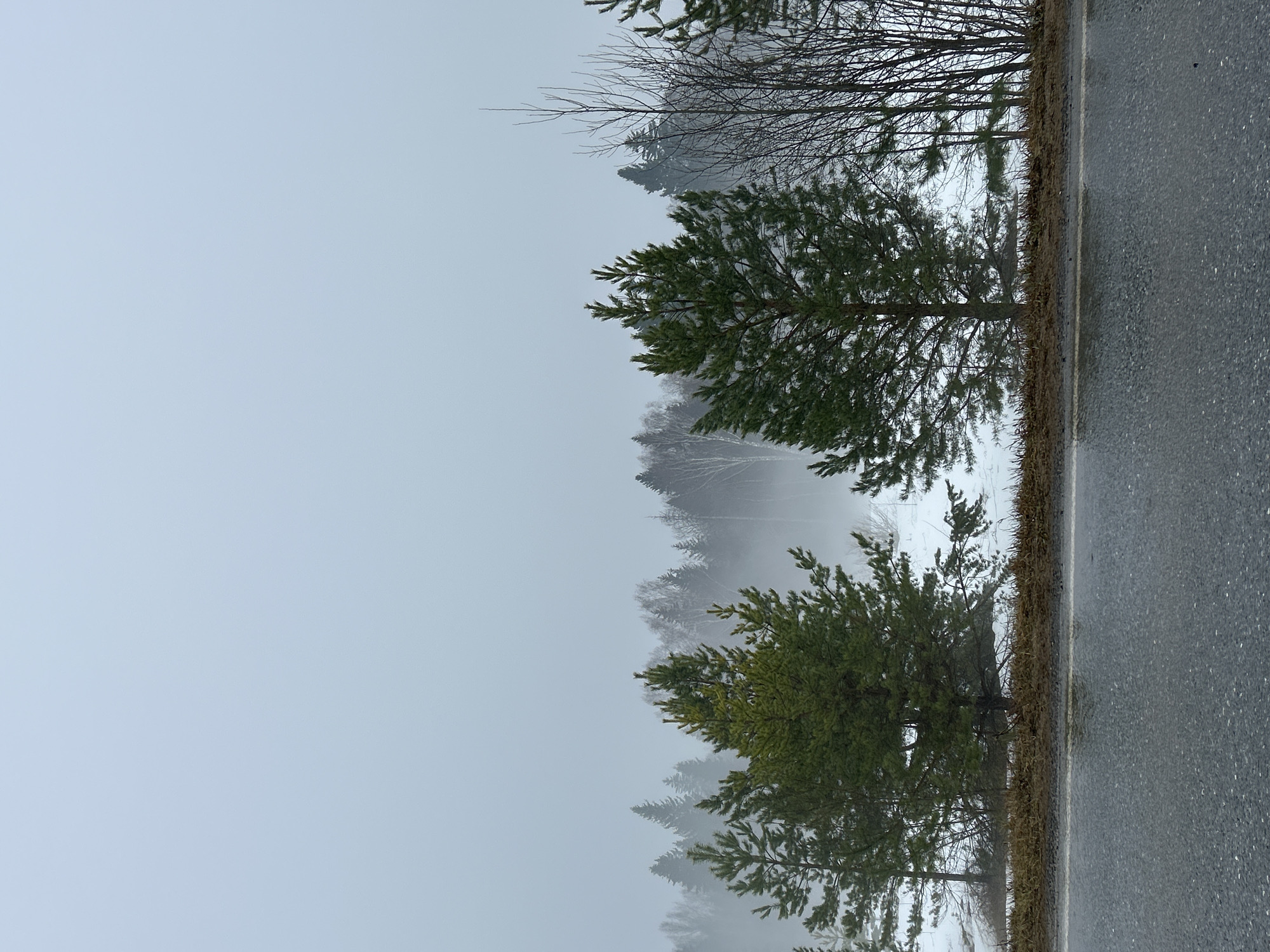 The image depicts a foggy, roadside scene. On the right is a paved road, wet from recent rain or melting snow. Adjacent to the road is a strip of vegetation, bordering a landscape of trees and snow, shrouded in fog. The fog obscures the depth of the scene, with visibility limited. Two prominent pine trees are visible along the roadside, their foliage a dark green. Bare tree branches are visible at the top of the image. The location is Уральское, Russia.
