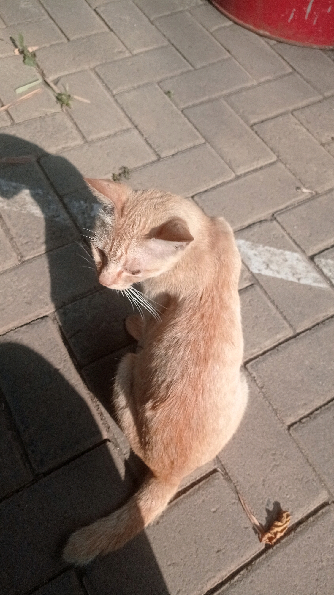A light orange tabby cat sits on interlocking gray pavers, casting a long shadow to its left. The cat is facing away from the camera, with its head turned to the left, showing its whiskers and the inside of its ears. The pavers are arranged in a herringbone pattern. In the background, a portion of a red circular object is visible, possibly a container. The scene appears to be outdoors, bathed in sunlight. A few dry leaves and blades of grass are scattered on the pavers. The image was captured in Bedali, Indonesia.