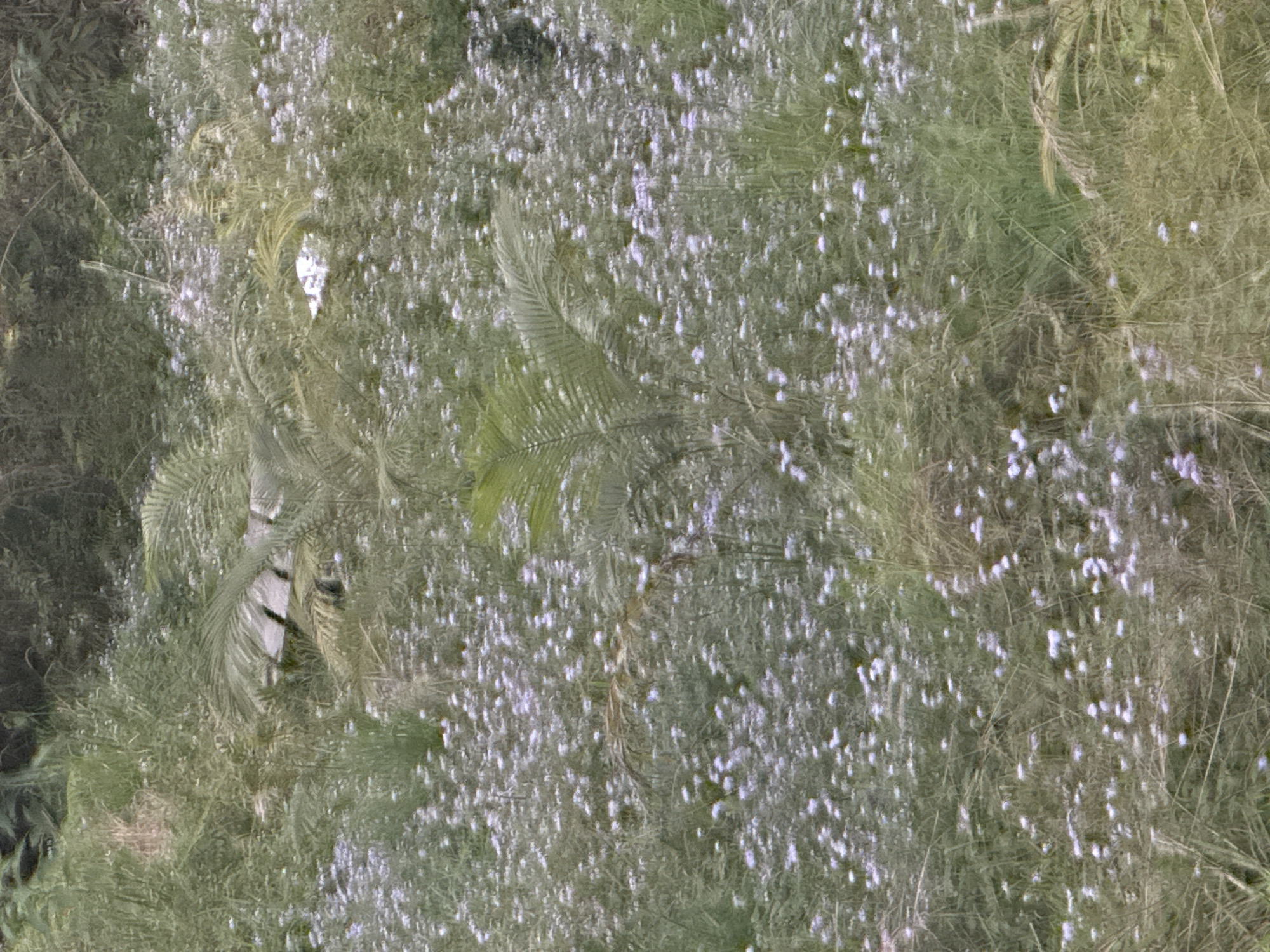The image depicts a dense, naturalistic setting, likely a wild or overgrown garden, with a significant amount of vegetation. The dominant elements are various types of greenery, including tall grasses, leafy plants, and what appear to be palm fronds. Scattered throughout the foliage are numerous small, white, daisy-like flowers, creating a speckled effect across the scene. The lighting suggests an outdoor environment, possibly overcast or in dappled shade, contributing to the muted color palette of greens, browns, and whites. There are no people or man-made objects clearly visible within the frame. The image is rich in texture due to the varied forms of plant life. There is no information to indicate this is in Thora, Australia; it is a generic natural landscape.