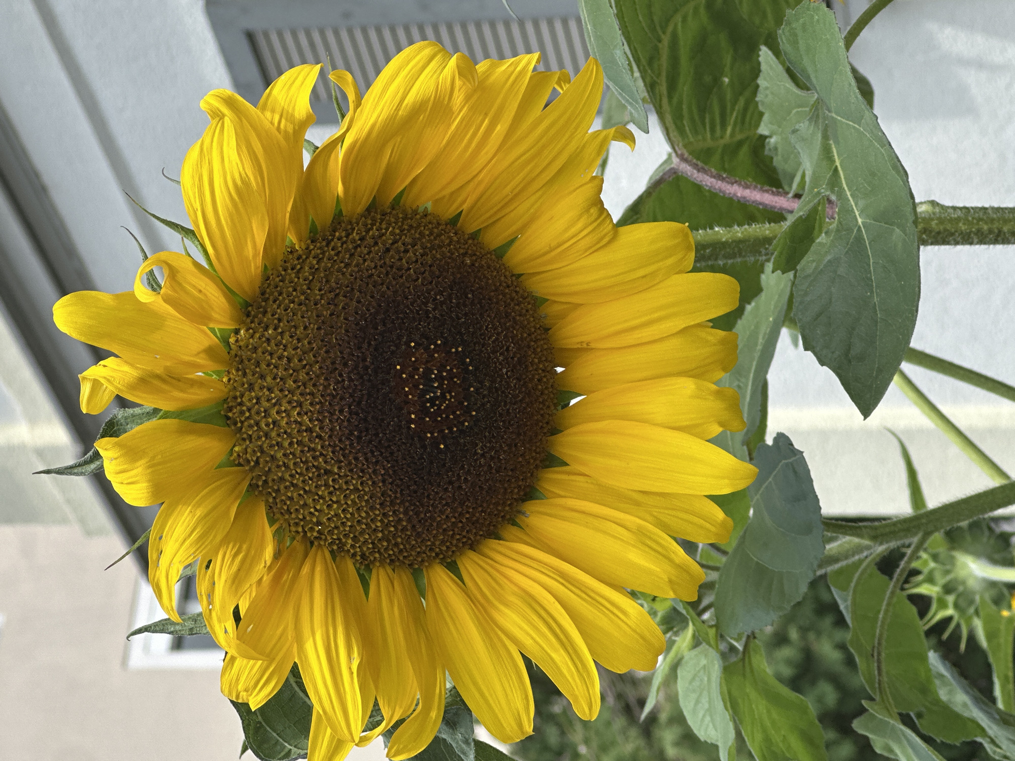 A close-up, eye-level shot captures a large, vibrant sunflower facing forward, with its bright yellow petals fanned out around a dark brown, seeded center. The sunflower is positioned in the foreground, with green leaves and stems visible below. In the background, a building with a white facade and horizontal grey siding is slightly blurred. The image appears to be taken outdoors, likely in a garden or balcony setting, in the city of Günzburg, Germany, given the architectural style of the building. There are no people or animals visible in the frame. The lighting suggests it is daytime, with sunlight illuminating the sunflower's petals.