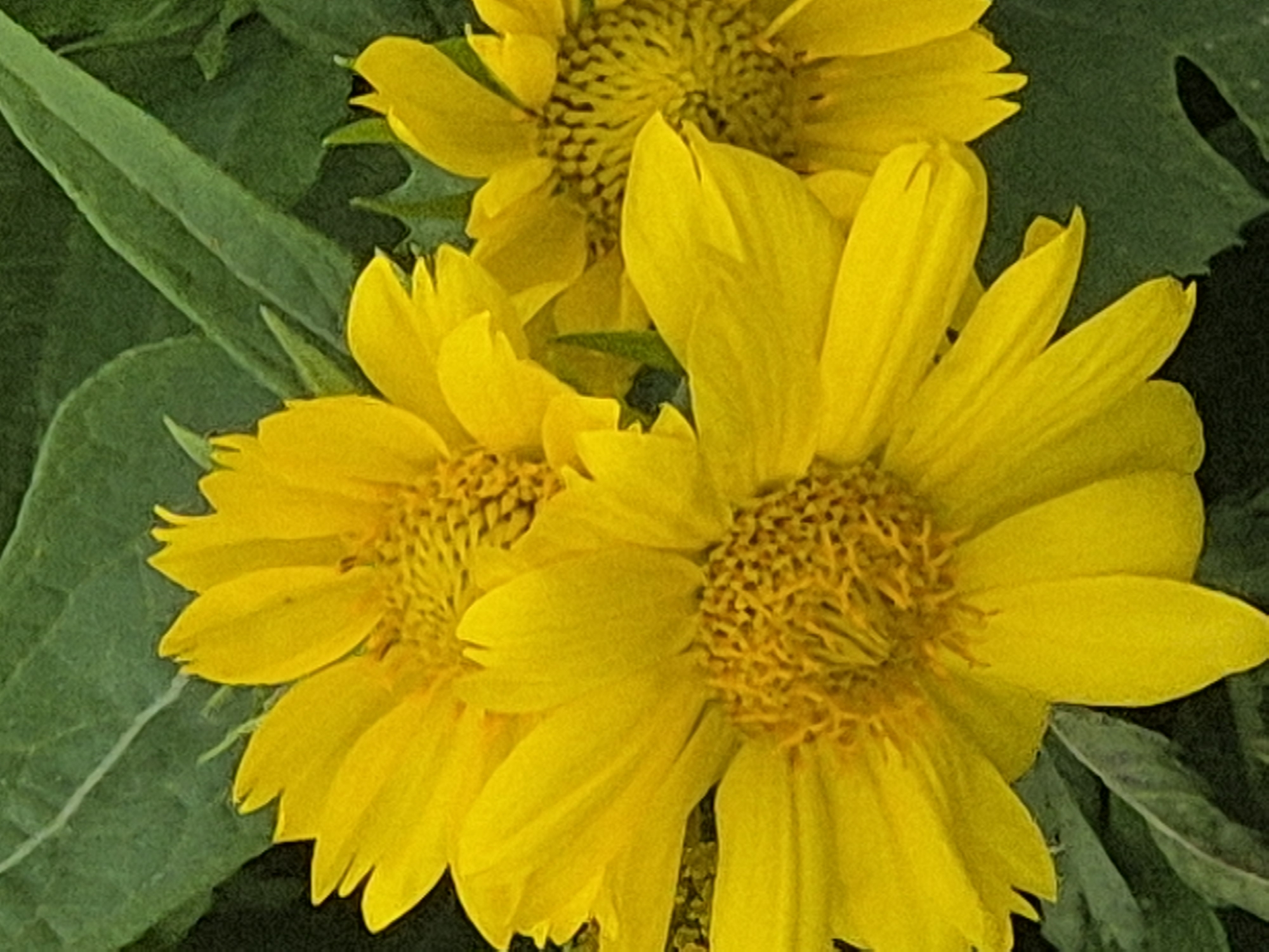 The image displays a close-up, top-down view of three vibrant yellow flowers, likely sunflowers, against a dark green, leafy background. The flowers are in various stages of bloom, with one at the forefront being the largest and most prominently featured. Its bright yellow petals are broad and slightly pointed, fanning outwards from a textured, central disk of smaller yellow florets. The other two flowers are partially visible, positioned behind and to the sides of the main bloom, their yellow petals also radiating from their centers. The leaves in the background are large and textured, with visible veins, providing a rich, dark contrast to the bright flowers. The lighting suggests an outdoor setting, with the sun illuminating the flowers and casting subtle shadows. There are no people or man-made objects visible in the image. The image appears to have been taken in a natural environment, possibly a garden or field. The location in Kokshetau, Kazakhstan is not discernible from the visual information provided in the image.
