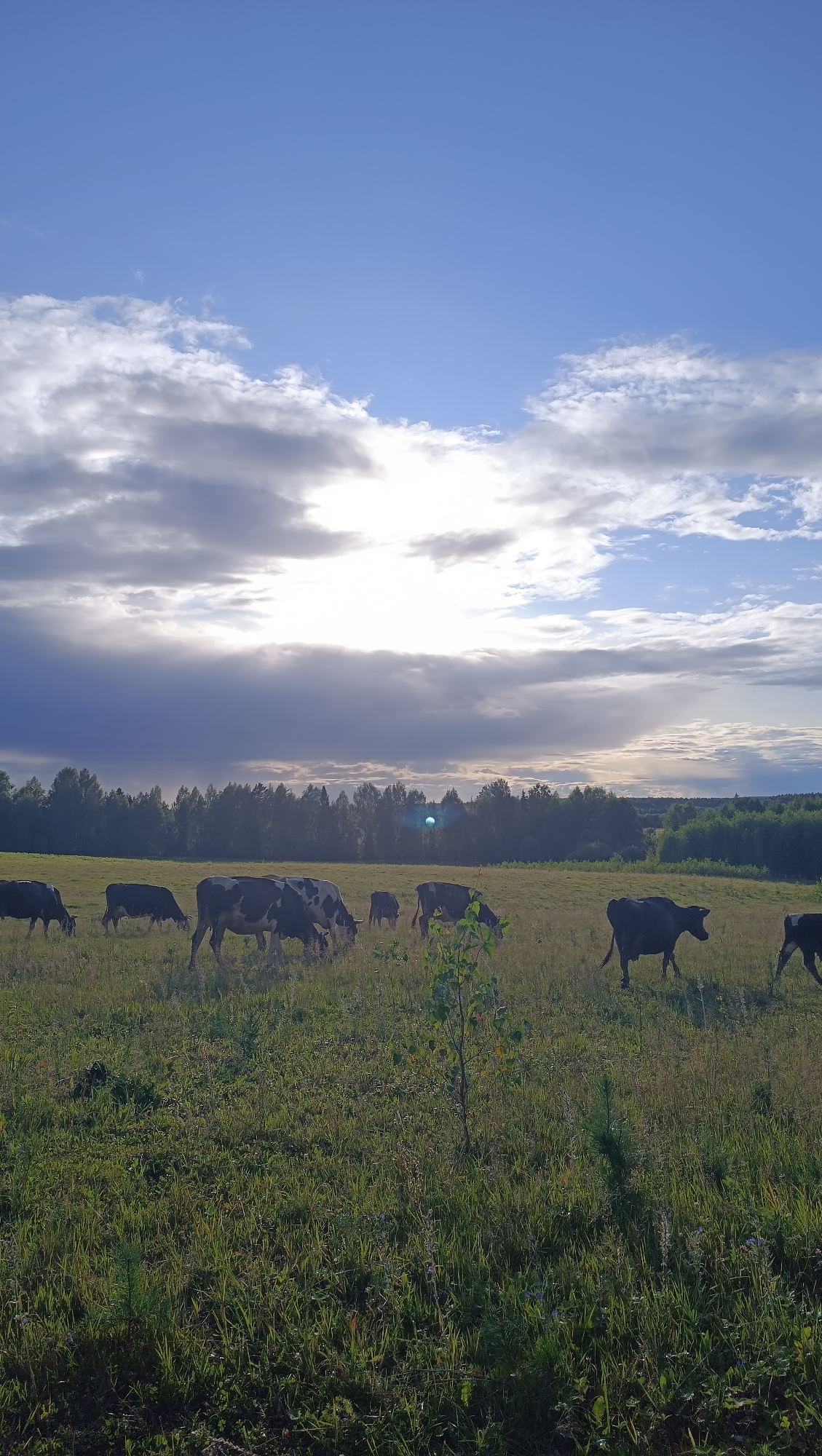 This image depicts a pastoral scene in a rural area, potentially in or around the city of Karsha, Russia. The sky is a prominent feature, with a bright sun breaking through dramatic, layered clouds, casting a diffused light over the landscape. A line of trees, dense and dark, forms the horizon. In the foreground, a herd of cows grazes peacefully in a lush, green field. The cows are of various colors, primarily black and white and solid black. Some are actively eating grass, while others stand or move slowly. The field is characterized by long, green grass and scattered smaller plants and wildflowers. The overall impression is one of a serene, natural environment during what appears to be late afternoon or early evening, given the quality of light. There are no people visible in the image.