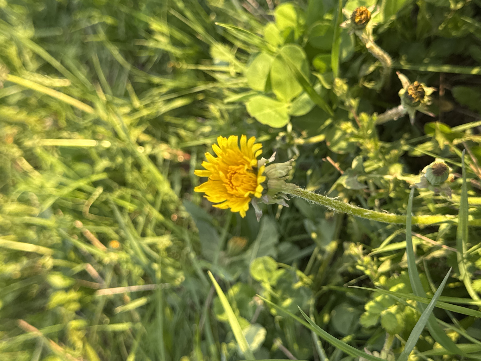 The image shows a dandelion flower in a patch of grass and clover. The flower is yellow and appears to be in partial bloom. The grass and clover are green and healthy. Other dandelion seed heads can be seen as well. The location, Июльское, Russia is not verifiable.