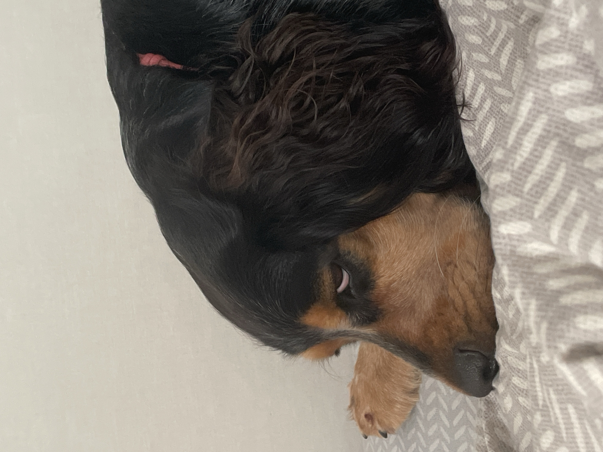 A black and tan dog is lying on a patterned blanket, with its head resting on its paws. The dog's eyes are partially closed, and its expression appears tired or sleepy. The background is a plain, light-colored wall. The image is cropped to focus on the dog's face and upper body. There is no identifiable information within the image to suggest a location in Rostov-on-Don, Russia.