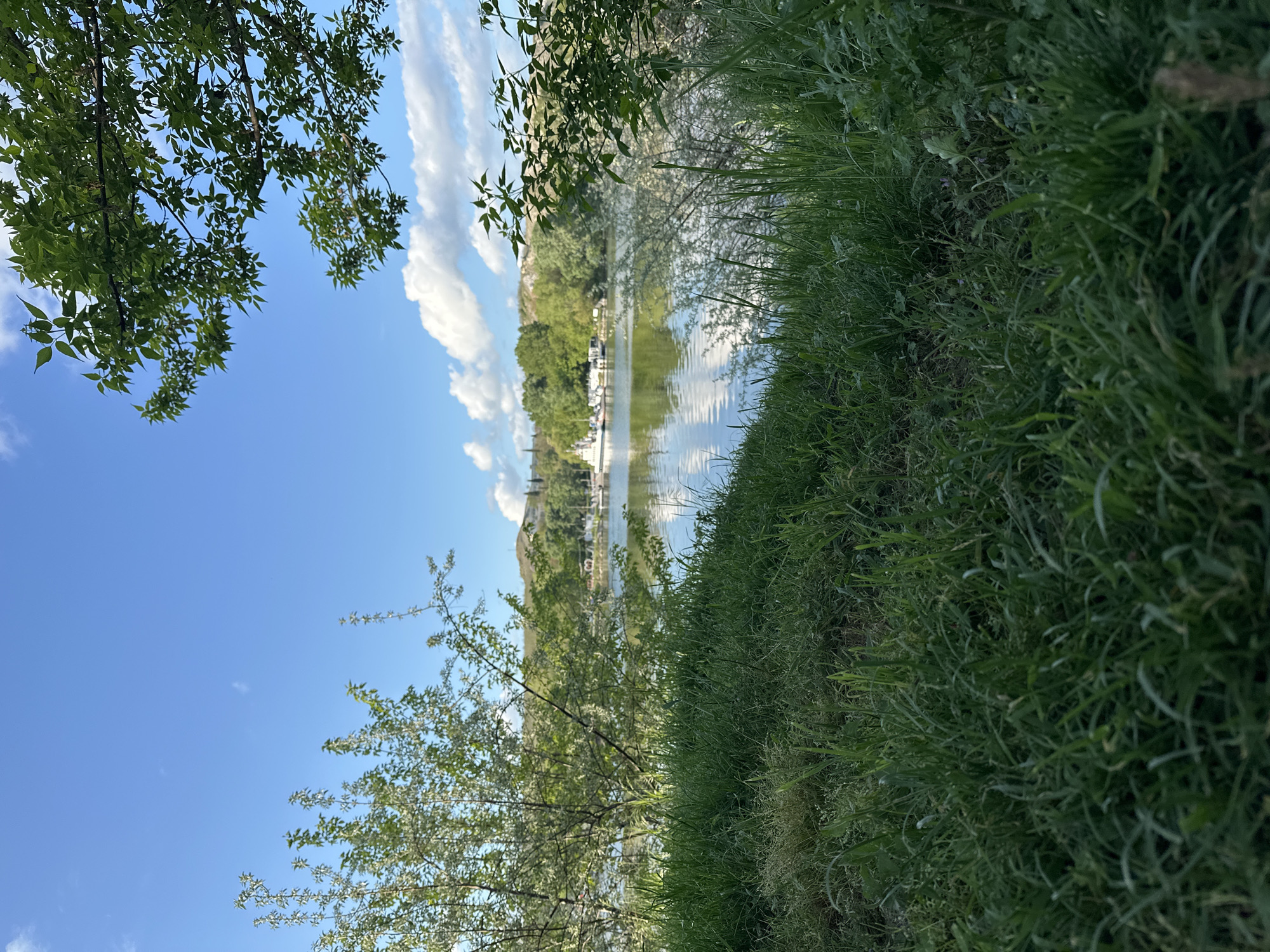 The image depicts a scene in Beloslav, Bulgaria. The foreground features lush green grass on a riverbank. Trees with green leaves are visible both in the upper left and lower left corners of the frame. In the background is a body of water reflecting the sky and clouds. On the opposite side of the water is a tree-lined shore with structures that suggest a marina or waterfront development. The sky is blue with fluffy white clouds, suggesting a clear day. The image is taken from a low angle and rotated to the right, emphasizing the height of the grass and the upward tilt of the trees.