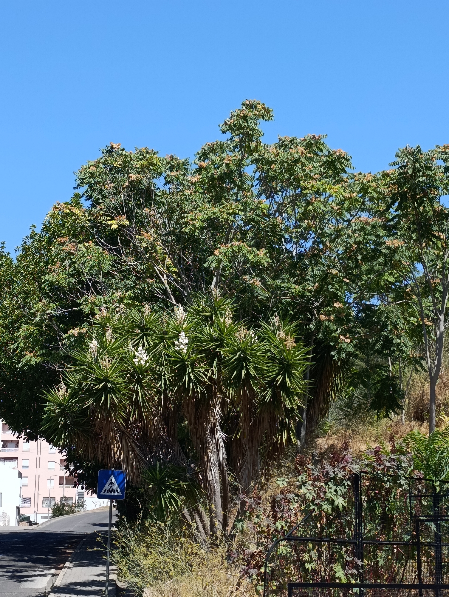 A wide shot captures a sunny day in Setúbal, Portugal, featuring lush vegetation and a clear blue sky. In the foreground, a paved road curves to the left, with a pedestrian crossing sign on the right side of the road. A large tree with spiky, sword-like leaves and white flowers dominates the midground, with a taller tree with green foliage and some seed pods or flowers behind it. In the background, a multi-story building with a light pink facade and white trim is visible on the left, situated on a hill. The environment is verdant, suggesting a well-maintained urban or suburban area with ample greenery.