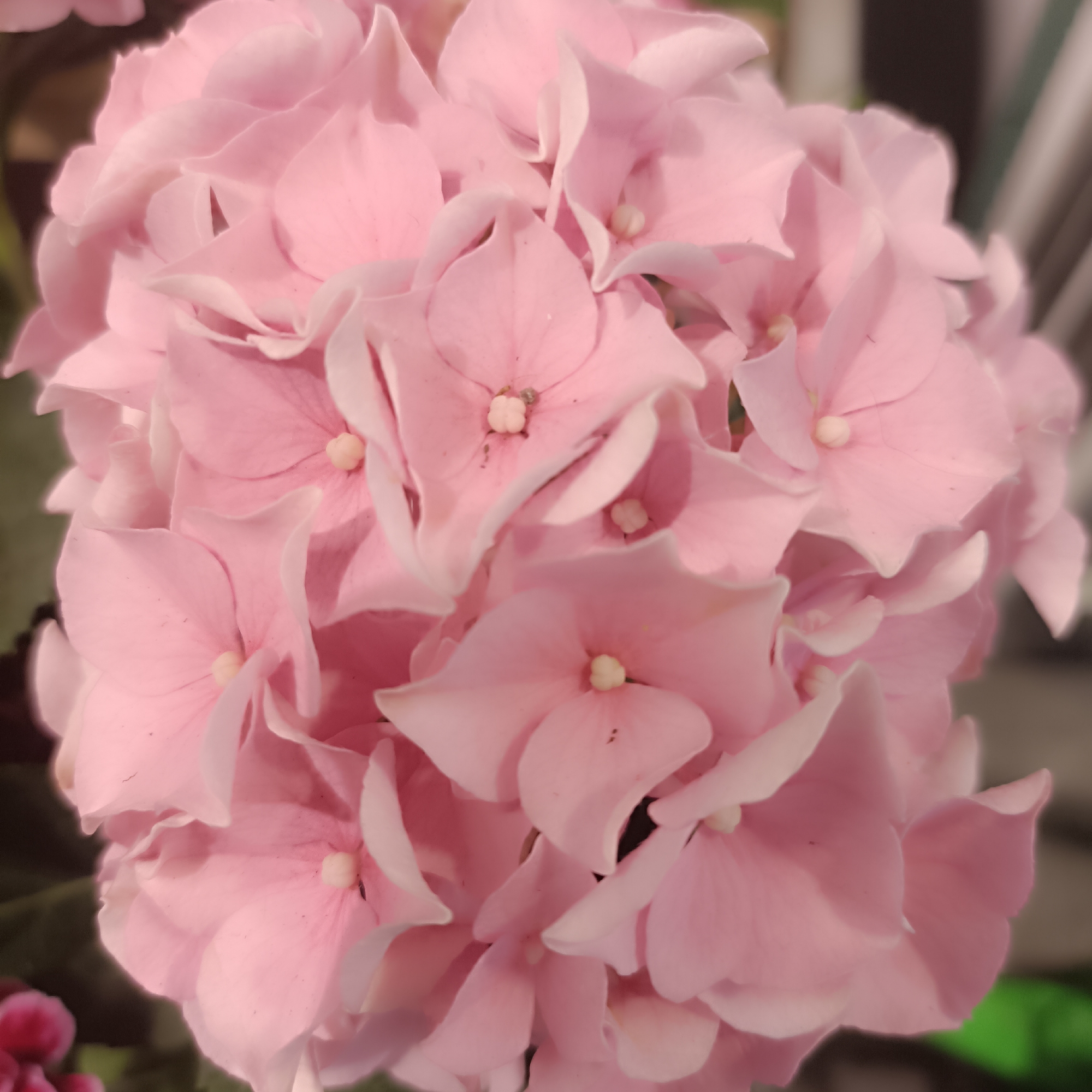 A close-up, soft-focus photograph captures a cluster of delicate pink hydrangea blossoms. The petals are a pale, rosy hue, with subtle variations in shade and soft, rounded edges. Tiny, lighter-colored stamen are visible at the center of many of the individual florets. The overall impression is one of gentle beauty and softness. The background is out of focus, with hints of greenery and muted, vertical lines that suggest an indoor or slightly shaded outdoor environment, possibly a garden or a floral arrangement. There are no people or discernable city landmarks present in the image that would indicate a specific location in Frankfurt, Germany.