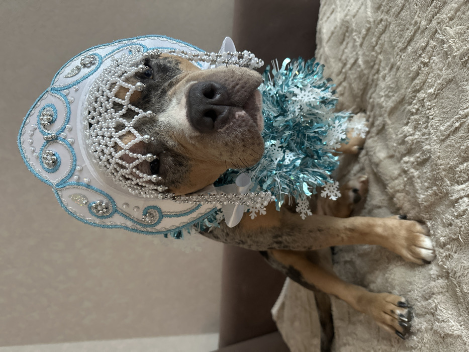 A medium-sized, short-haired dog is centrally positioned and seated indoors, facing the camera directly. The dog exhibits a merle coat pattern in shades of grey, blue, tan, and brown, with white markings, particularly on its face. Its eyes are partially closed, contributing to a passive facial expression.
The dog is adorned with two distinct decorative items. On its head, it wears a white and light blue kokoshnik-style headpiece, intricately decorated with silver beads, faux pearls, and light blue embroidery. A prominent beaded fringe of white faux pearls, arranged in a diamond pattern with dangling strands, extends over the dog's forehead. Around its neck, the dog wears a collar comprised of light blue metallic tinsel interspersed with white snowflake cutouts. White ribbon bows are visible on either side of the tinsel collar, secured close to the dog's shoulders.
The dog is seated on a light beige or off-white textured blanket or throw, which covers an upholstered surface, possibly a sofa, visible behind the dog as a dark brown or tan mass. The background consists of a plain, light-colored wall with a subtle textured pattern. The specific location within the city of Saint Petersburg, Russia, cannot be determined from the visual information presented in the image.