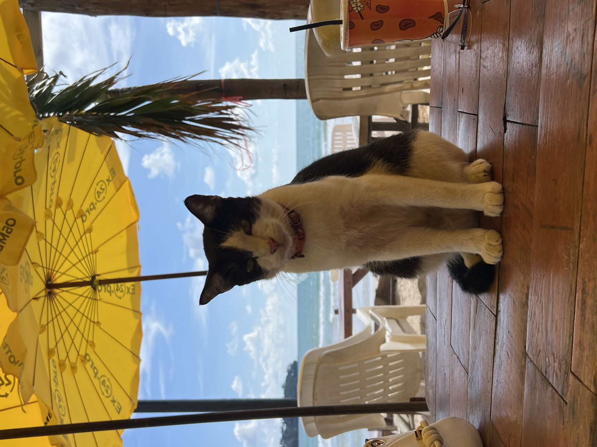 A black and white cat sits on a wooden table on a beach. The cat is wearing a pink collar. In the background, there are yellow umbrellas, white beach chairs, and the ocean. The sky is blue with some white clouds. There is a tropical tree to the right of the cat. A drink cup with a straw is on the table to the right of the cat. Glasses are also on the table. A white handbag is on the table to the left of the cat. The scene appears to be at a beachside cafe or restaurant.