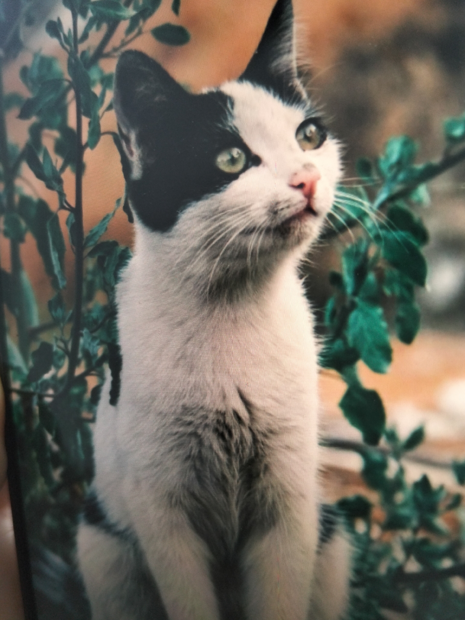 This is a close-up, medium shot photograph of a young black and white cat. The cat is sitting upright, facing to the viewer's right and looking upwards with its mouth slightly open. Its fur is predominantly white with a black patch covering its left eye and ear, extending across the top of its head. The cat has bright green eyes and a pink nose. Its whiskers are long and white. The cat is surrounded by lush green foliage, with some leaves appearing in sharp focus while others are blurred. The background is a warm, blurred orange-brown hue. There is no indication of the city of Payagaboh, Indonesia in this image.