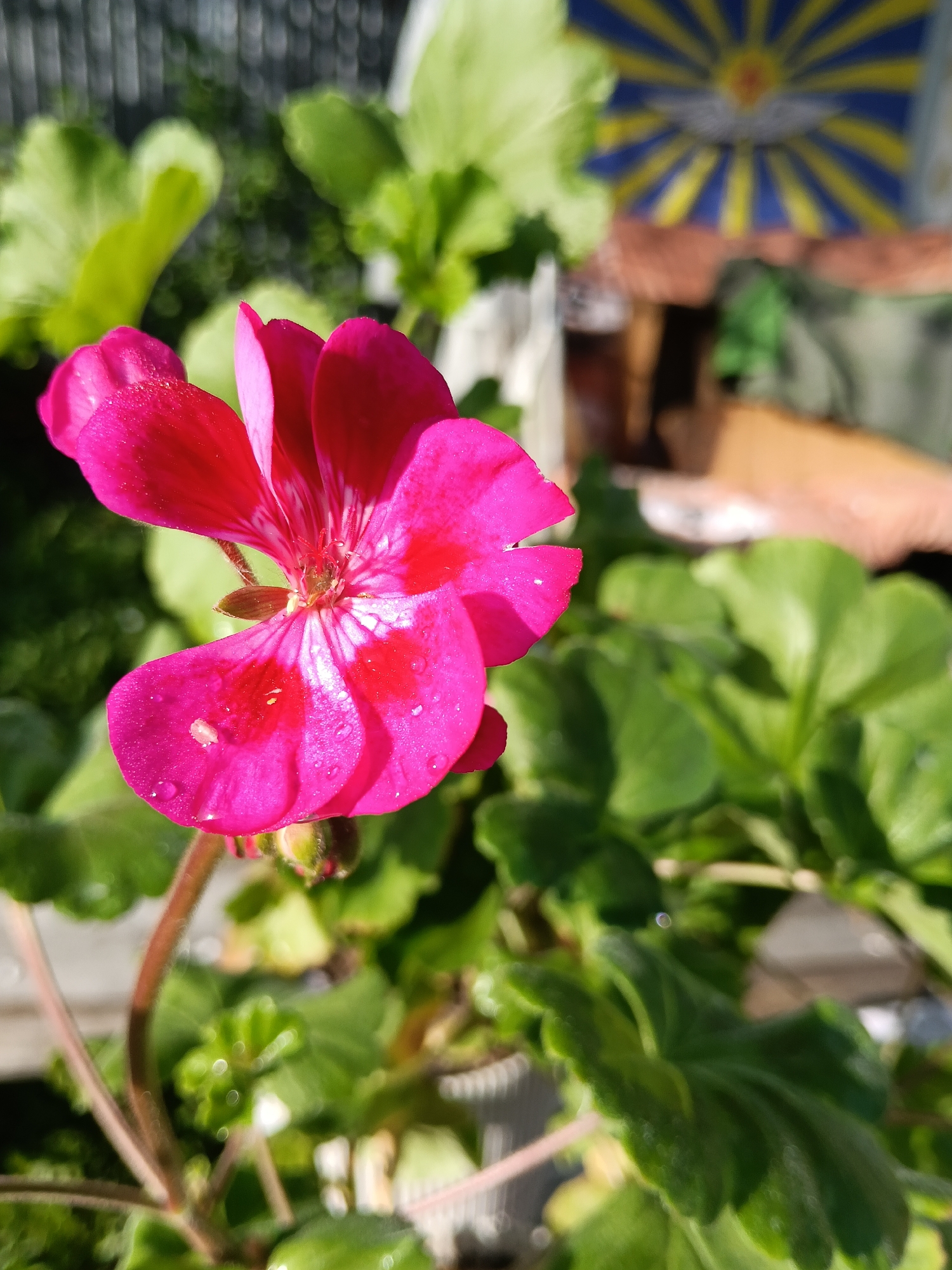 A close-up shot shows a vibrant pink geranium flower in full bloom. The flower has five petals, and its surface is adorned with water droplets. White streaks mark the interior of the petals. The flower's stem and surrounding green leaves, also dappled with moisture, are visible. The background includes indistinct shapes of more foliage, a section of a building with a brown roof, and a blurry image of a yellow and blue sun-like symbol. The location is unspecified.