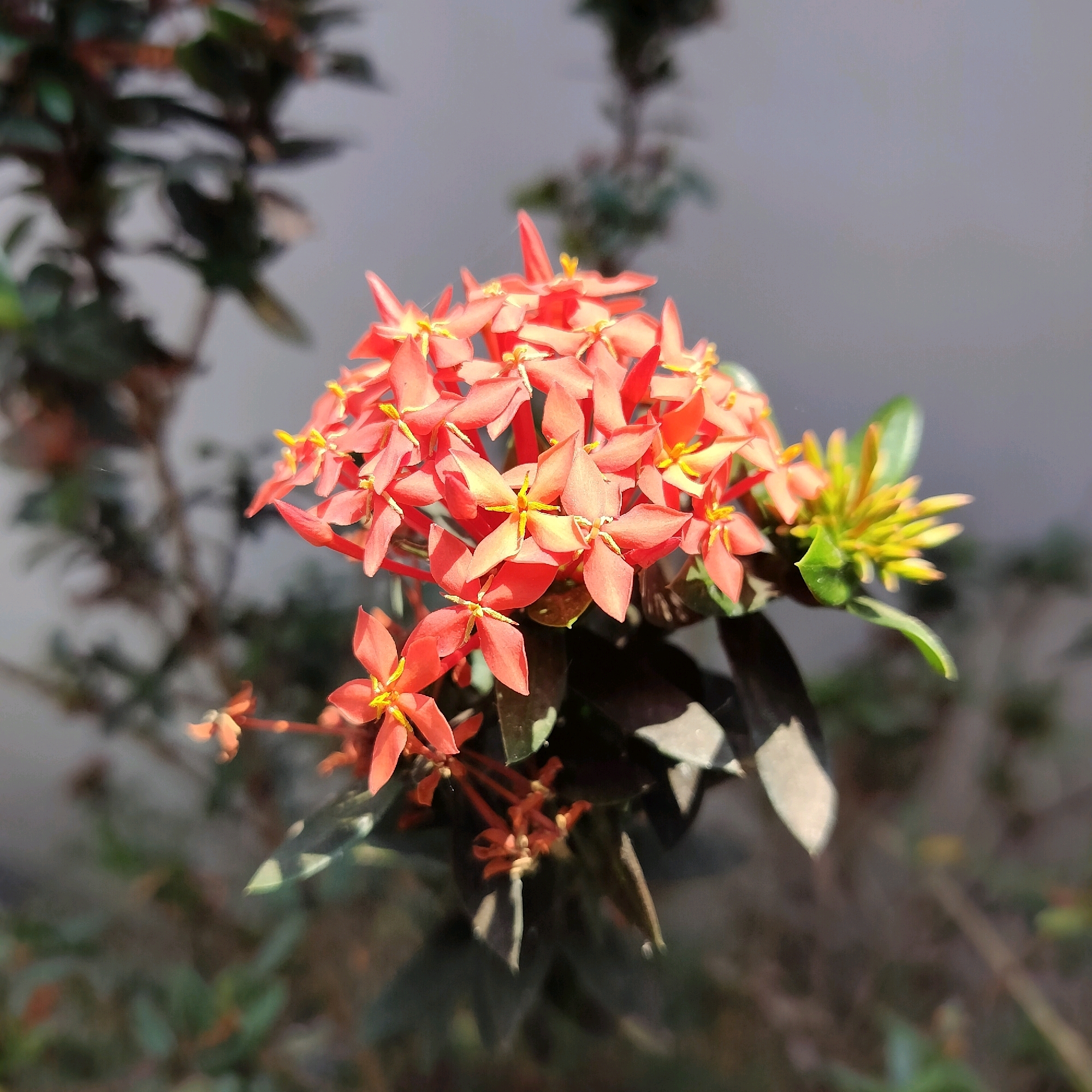 The image displays a close-up view of a cluster of vibrant coral-pink Ixora flowers in full bloom. The flowers are star-shaped with four pointed petals and a prominent yellow stamen at their center. They are arranged densely, forming a rounded inflorescence. Some buds are visible to the right of the main bloom, appearing as tightly packed green and yellow structures. Dark green, leathery leaves surround the flowers, some of which are partially obscured by shadows. The background is out of focus, with a softly blurred light gray wall on the right and darker, indistinct foliage on the left, suggesting an outdoor setting. The lighting indicates a bright day, with sunlight casting distinct shadows on the leaves and highlighting the texture of the petals. The overall scene is one of natural beauty, likely captured in a garden or park. This specific Ixora bloom is located in the city of Sleman, Indonesia, a region known for its lush tropical vegetation and abundant flowering plants.