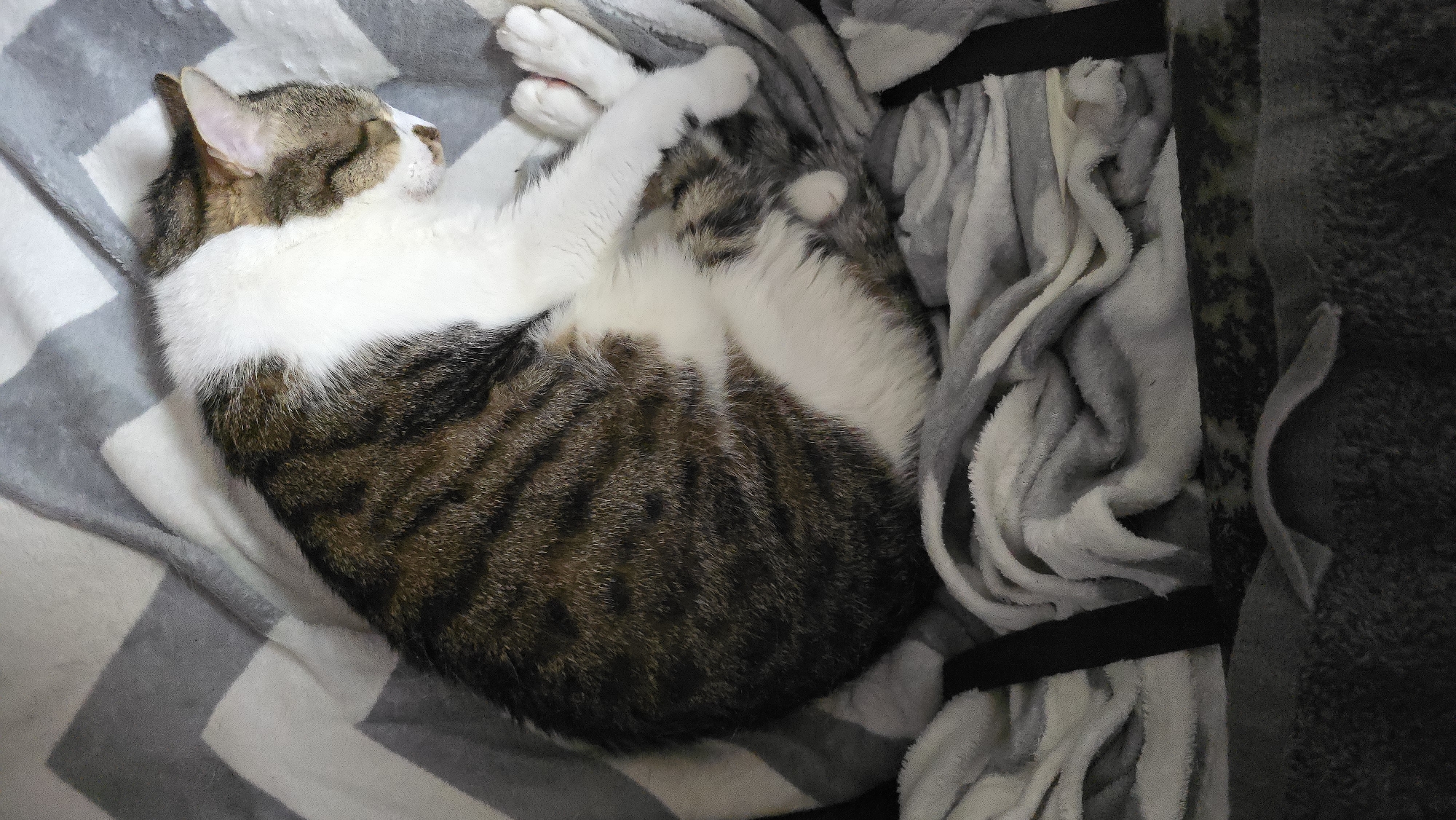 A domestic shorthair cat is curled up asleep on a blanket. The cat is mostly brown and white with tabby markings. The blanket has a chevron pattern of gray and white. The cat's eyes are closed and its paws are tucked in. The scene is well-lit. The location of the image is unknown.