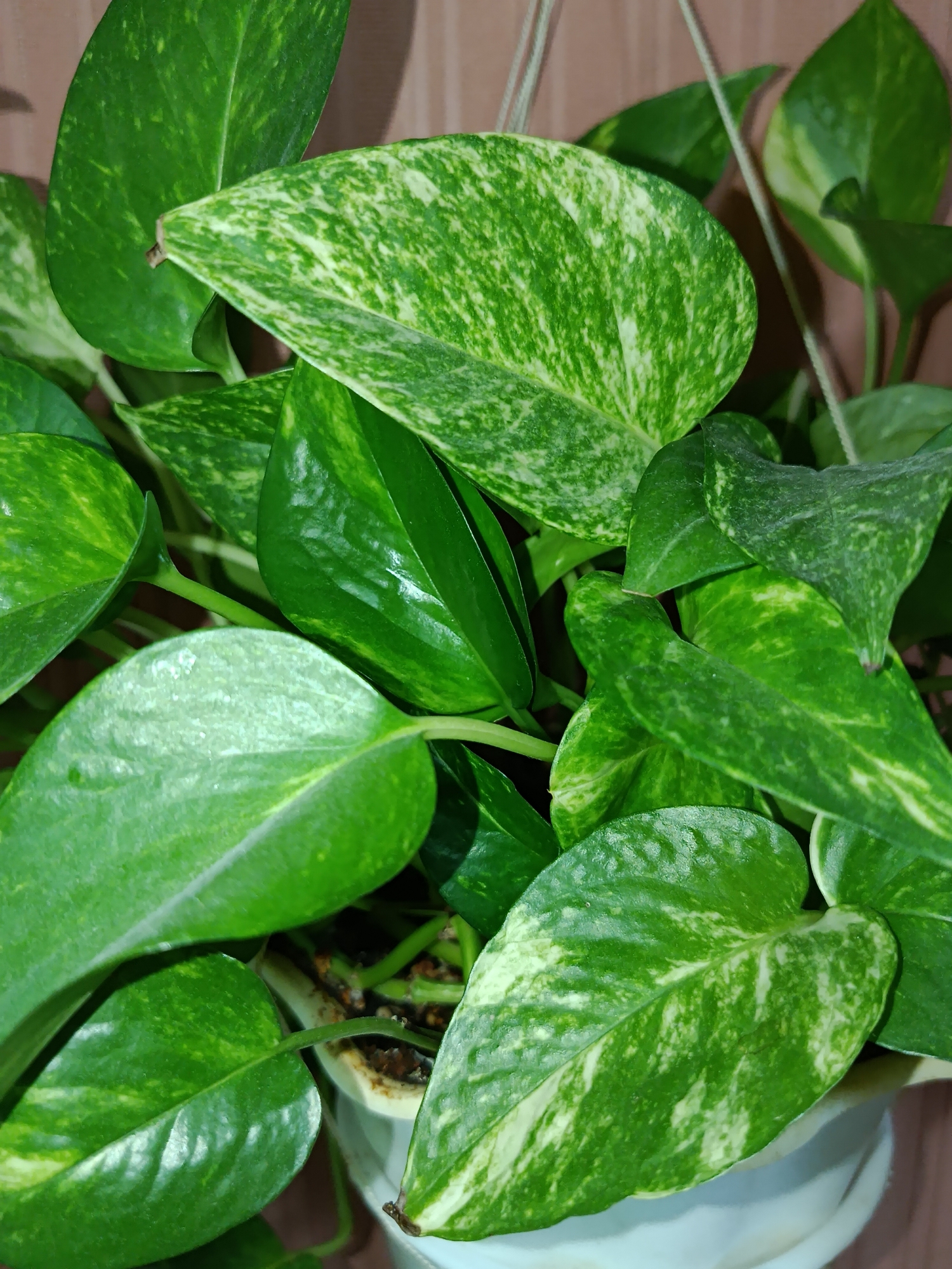 A close-up, eye-level shot shows a potted Pothos plant. The leaves are varied in color, with some being solid green and others having patches of light green and white. The plant is in a white pot, and the background consists of a brown, textured wall. There is a hint of a hanging wire at the top of the frame. The scene is indoors.