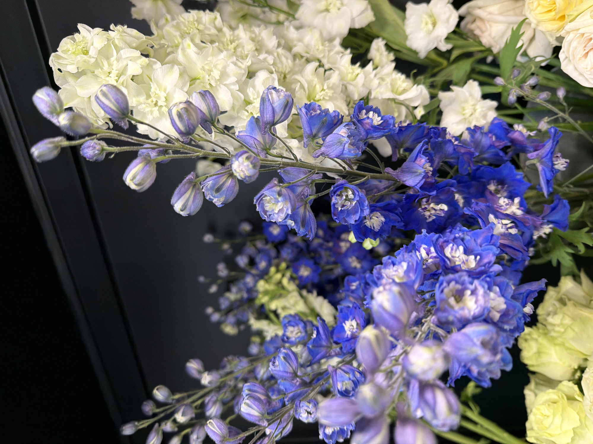 This is a close-up, eye-level shot of a bouquet of flowers against a dark background. The primary subjects are several types of flowers, including white delphiniums and blue and purple delphiniums, as well as some light yellow and cream-colored roses. The flowers are arranged in a loose, cascading style, with the blue and purple delphiniums prominently featured in the foreground and midground. The white delphiniums are visible in the background, and some of the yellow and cream roses are also visible on the right side of the frame. The dark background, which appears to be a solid surface, helps to highlight the vibrant colors and delicate textures of the flowers. There is no visible text in the image. The lighting is soft and diffused, suggesting it may be indoors or on an overcast day. The overall mood is one of natural beauty and elegance.