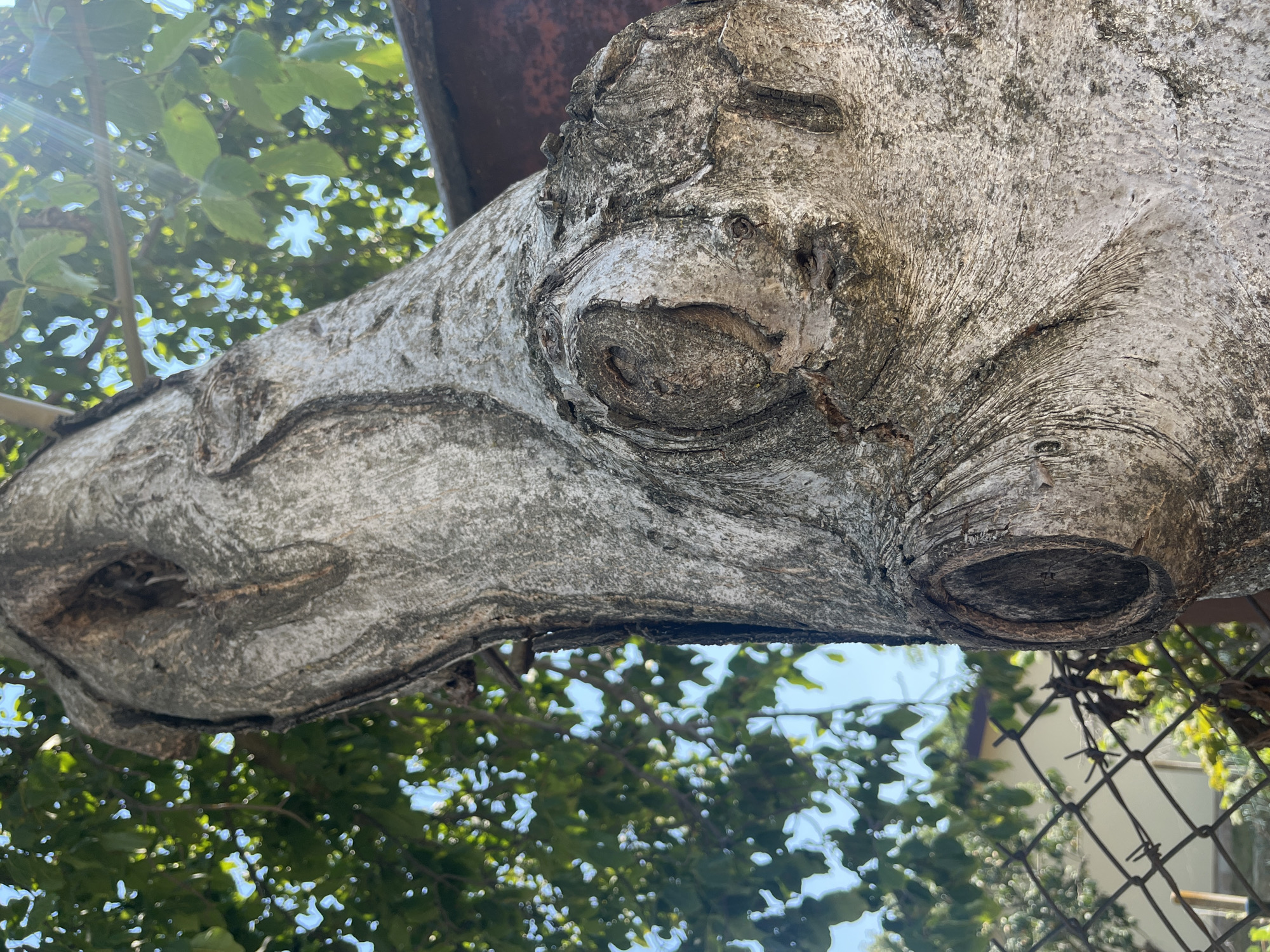 A close-up, low-angle shot focuses on the textured bark of a mature tree trunk. The bark is a mosaic of grays and whites, with deep crevices and prominent, knot-like protrusions. One large knot, appearing almost like an eye socket, is clearly visible on the right side of the trunk. Sunlight dapples through the green leaves and branches of the tree, creating bright highlights and casting dappled shadows on the trunk. In the background, out of focus, a chain-link fence is visible, along with hints of a building and blue sky. The overall impression is one of a weathered, old tree standing in an outdoor urban or suburban environment. This scene is located in Targovishte, Bulgaria.
