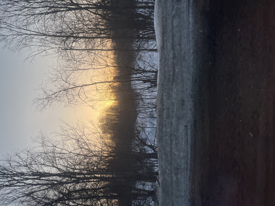The image depicts a winter landscape in Selychka, Russia, observed during a sunrise or sunset event. The foreground consists of a dark, uneven ground surface, possibly dirt or a road. Immediately above this, a distinct horizontal accumulation of dirty, greyish, compacted snow forms a bank or mound. Beyond this snowbank, the terrain is covered with a layer of white snow, from which numerous small, bare deciduous trees and bushes emerge. The mid-ground and background are dominated by a dense, unbroken line of mature, bare deciduous trees, interspersed with some evergreens, forming a dark silhouette against the sky. The sky transitions from a light blue-grey at the top to a prominent orange-yellow glow near the horizon, indicating the position of the sun, which is obscured behind the distant treeline, slightly to the left of the image center. There are no individuals, animals, or man-made structures visible within the scene.