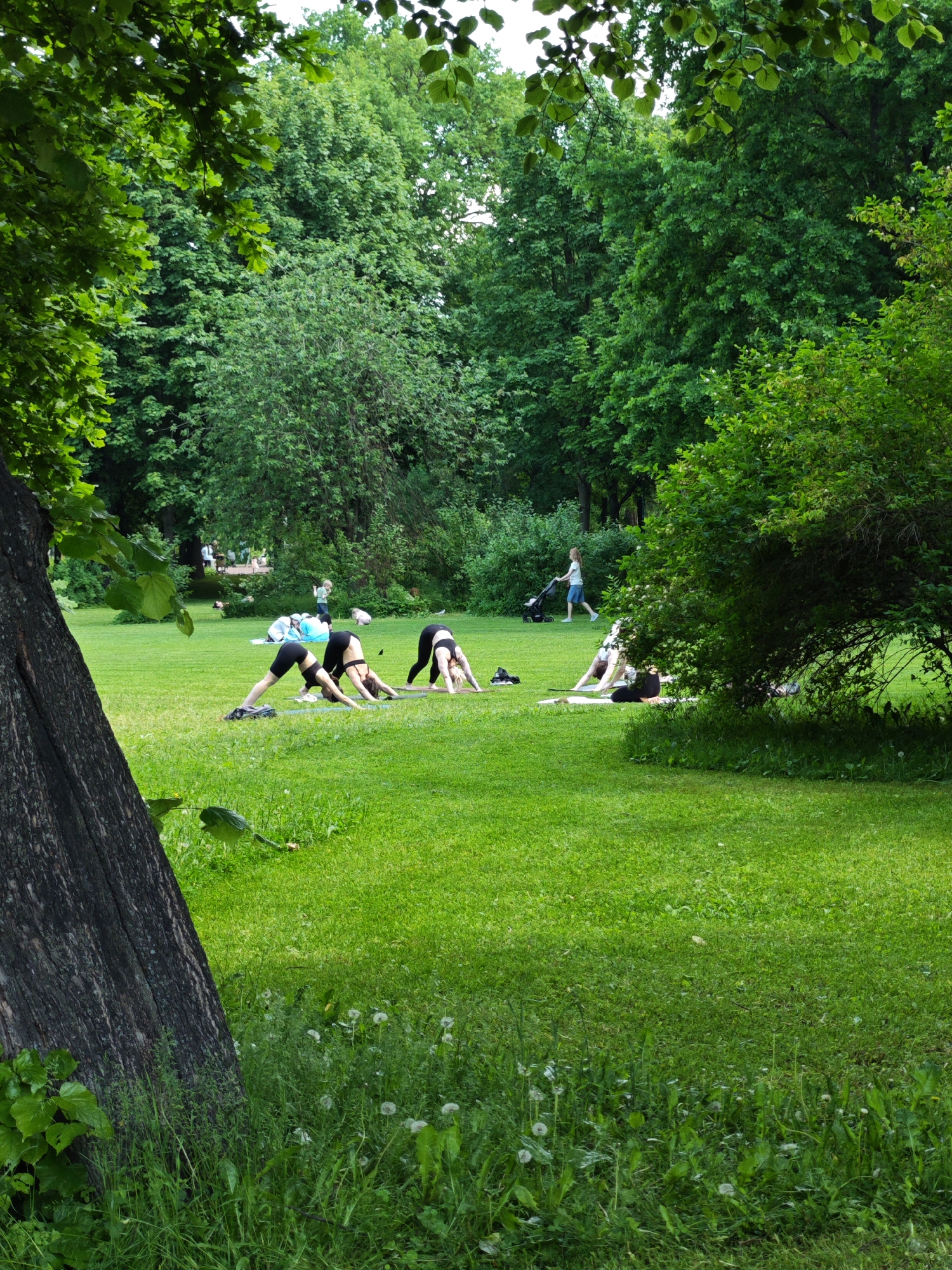 This image depicts a group of people practicing yoga on a lush green lawn in a park. In the foreground, a large tree trunk with textured bark is visible on the left, with green foliage overhead. Several individuals are engaged in yoga poses on mats scattered across the grassy area. Three women in athletic wear are prominently positioned in the center, performing what appears to be downward-facing dog. To the right, another person is in a seated yoga pose. In the background, a young girl pushes a stroller, and other figures are walking in the distance, suggesting a public park setting. The park is densely populated with mature trees, creating a shaded and natural environment. The overall scene conveys a sense of outdoor recreation and well-being. This scene is likely located in a park within the city of Saint Petersburg, Russia, given the typical park environments found in the city.