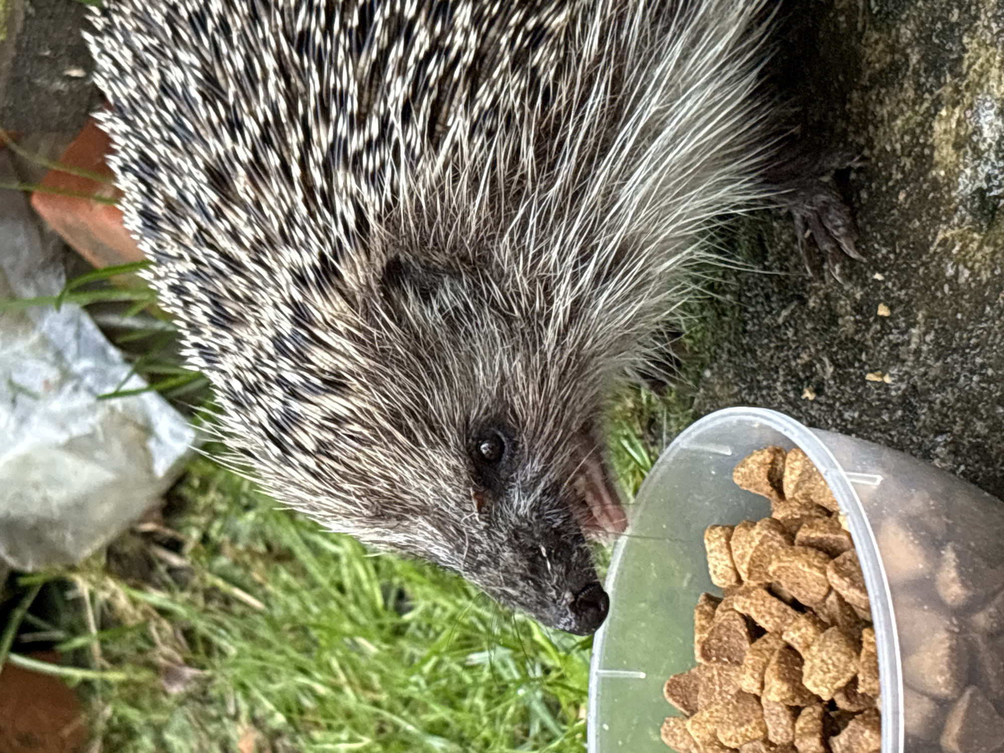 A hedgehog is eating from a clear plastic bowl filled with brown kibble. The hedgehog is on the right side of the image, with its head lowered towards the bowl. Its quills are visible, as well as its dark eyes and snout. The bowl is in the lower left of the image. The background consists of green grass and some scattered debris, including what appears to be a piece of white plastic and a brick. The scene is outdoors.