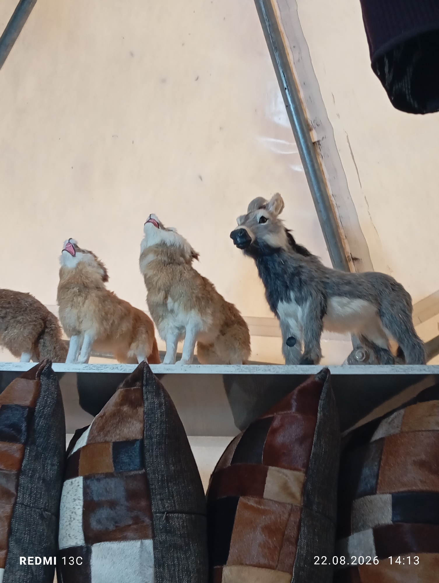 The image shows a shelf with three taxidermied wolf-like figures and one taxidermied donkey figure, all appearing to be in a howling or alert posture. The figures are positioned on a white shelf, with a pale, possibly fabric, background behind them, suggesting an indoor setting. To the left of the figures, a portion of a dark, furry object is visible, and to the right, a dark piece of fabric is hanging down. Below the shelf, several decorative pillows with a patchwork design of brown, black, and white fur are partially visible. The bottom of the image contains text overlay from a mobile device, indicating "REDMI 13C" and a date and time of "22.08.2026 14:13". The specific location in Amirsay, Uzbekistan, cannot be determined from the image alone.