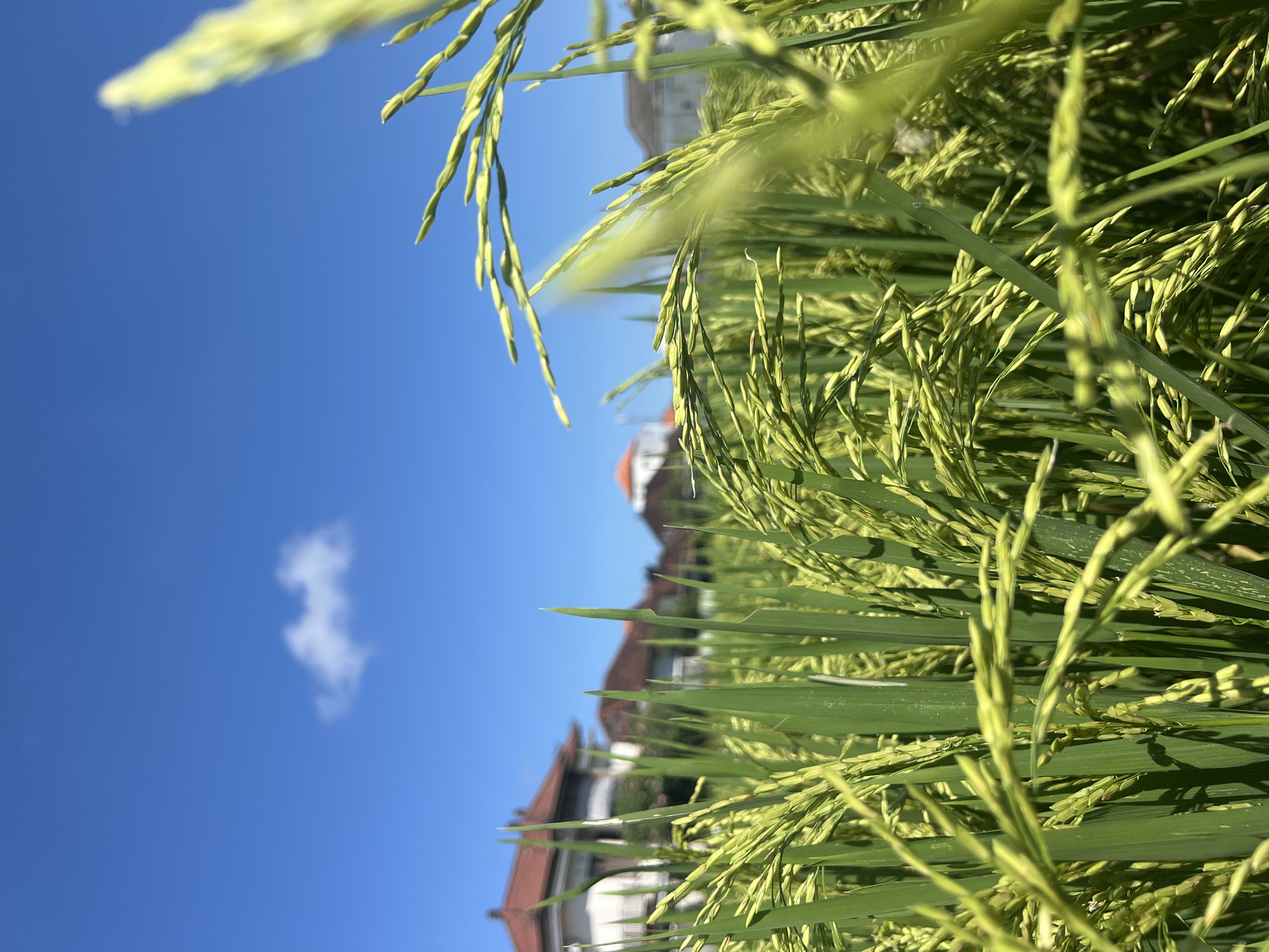 The image depicts a field of green rice stalks under a bright blue sky with a single small white cloud. In the background, blurred houses with orange tile roofs suggest an urban setting. The viewpoint is low, looking upward, emphasizing the height of the rice plants. The location is likely Sukawati, Indonesia, based on the provided information. No people are visible.
