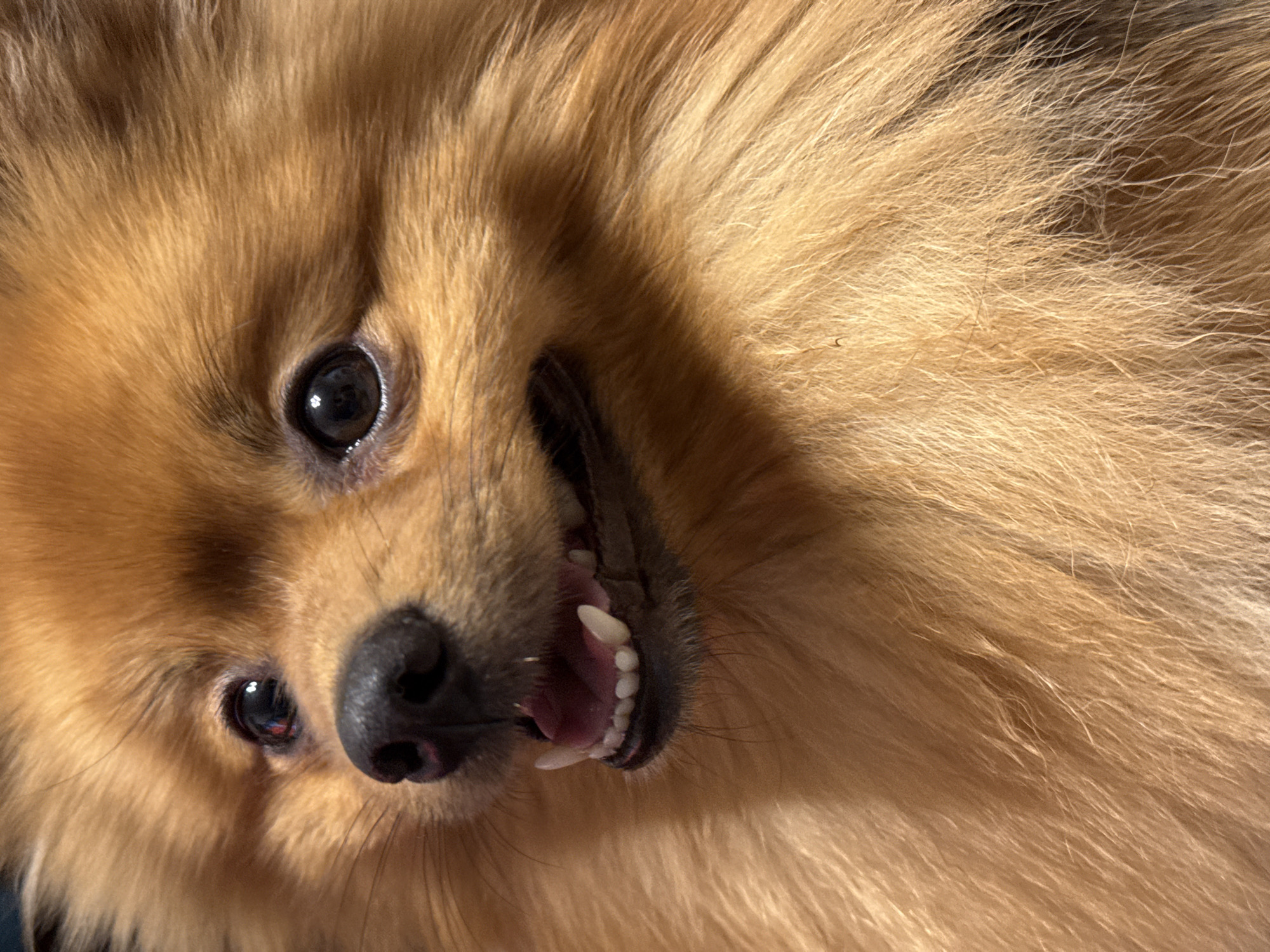 The image is a close-up, medium shot of a Pomeranian dog's face. The dog is facing slightly to the left, with its mouth open, revealing its teeth and tongue. Its fur is a warm, golden-brown color and appears thick and fluffy. The dog's eyes are dark and expressive, with a slight reflection visible in them. The lighting suggests it is daytime, with a warm glow illuminating the dog's fur. The background is out of focus and appears to be dark. There is no information about the location in Khimki, Russia, or any other environmental details.