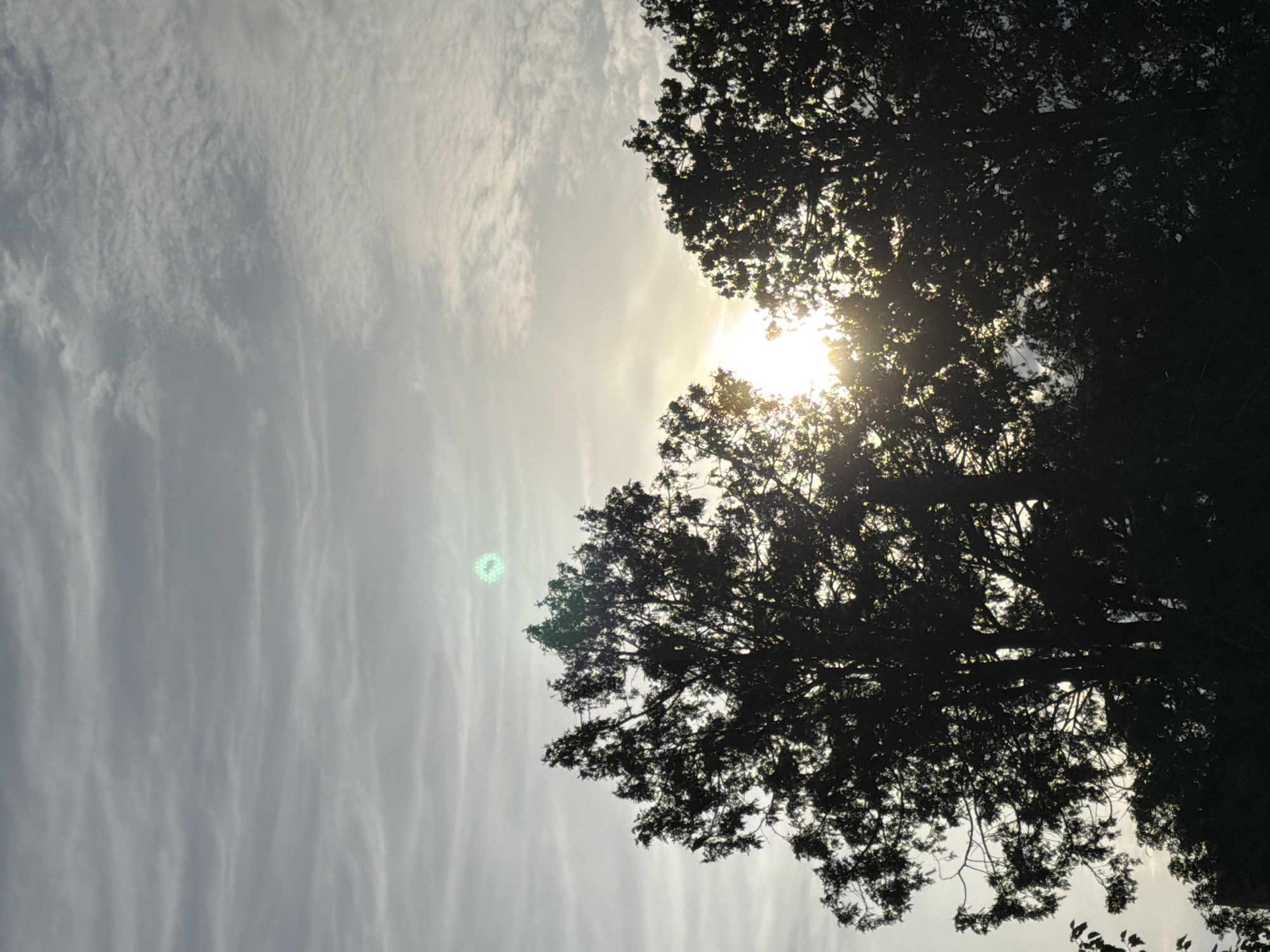 The image shows the sun peeking through the branches of two large trees, silhouetted against a cloudy sky. The sun's rays are bright and cast a glow through the leaves. A faint green circular lens flare is visible in the upper right quadrant of the sky. The scene appears to be in Riverhead, United States of America.