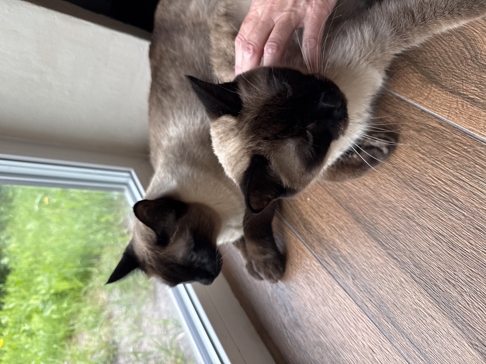 The image displays two Siamese cats resting indoors, with a human hand gently petting one of them. The cat in the foreground, facing towards the right side of the frame, has a cream-colored body with dark brown points on its face, ears, and paws. A person's hand, showing visible wrinkles, is stroking the cat's head and neck. Behind it, a second Siamese cat is partially visible, positioned closer to a window.
The cats are lying on a light brown floor with a distinct wood grain pattern, appearing to be laminate or tiled. To their left, a white-framed window provides a view of blurred, lush green foliage outside, suggesting a bright daytime setting and possibly a warm season like spring or summer. The natural light illuminates the scene, creating a calm and serene atmosphere. No text is visible within the image. This tranquil domestic scene is set in Steklyannyi, Russia.