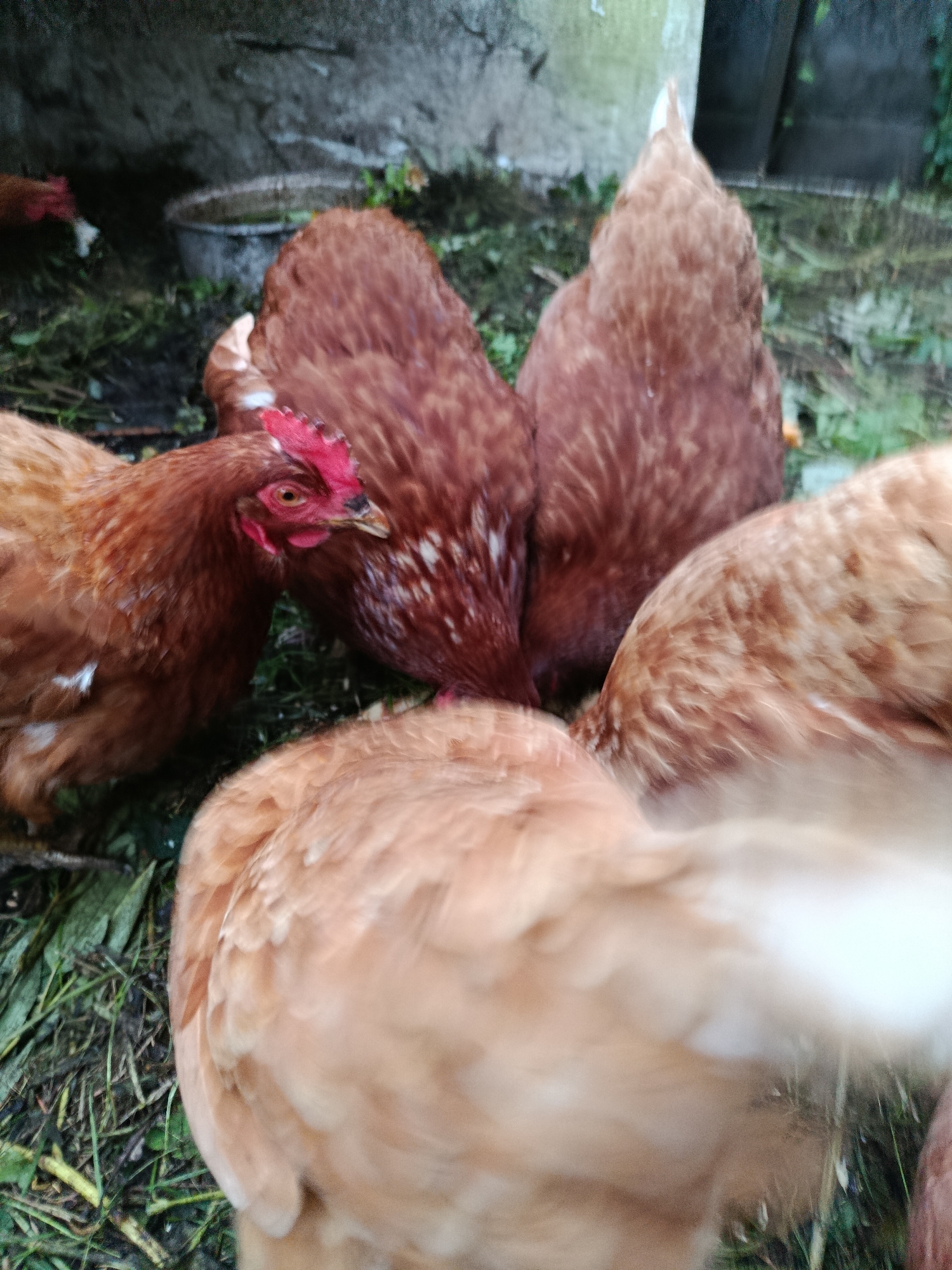 The image captures a close-up view of several brown chickens gathered in an outdoor area, likely a farm or yard. The chickens are primarily focused on something on the ground, with their heads down, suggesting they are eating. The ground is covered in green grass and some fallen leaves. In the background, a concrete wall or structure is visible, along with a circular metal object, possibly a water trough or feeder. The lighting appears to be overcast or dim, creating a somewhat muted color palette. The overall scene is one of a natural, rustic environment.