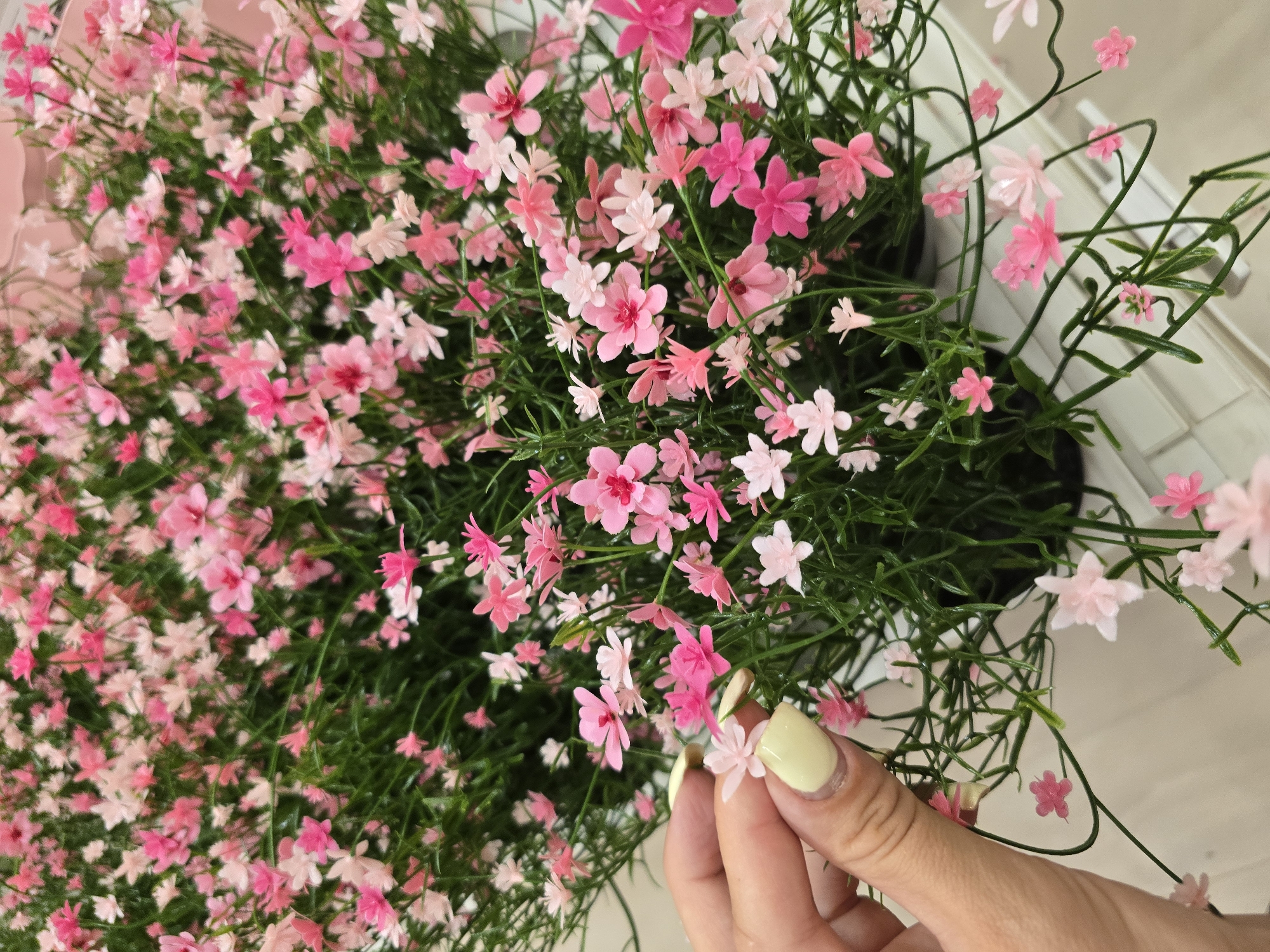 In Baronissi, Italy, a close-up view shows a woman's hand with light yellow fingernail polish gently holding a single small pink flower. The hand is positioned in front of a large arrangement of numerous small pink and light pink flowers, with dense green foliage. The flowers appear to be artificial. The background consists of a light-colored tiled surface and a white structure, suggesting an indoor setting.