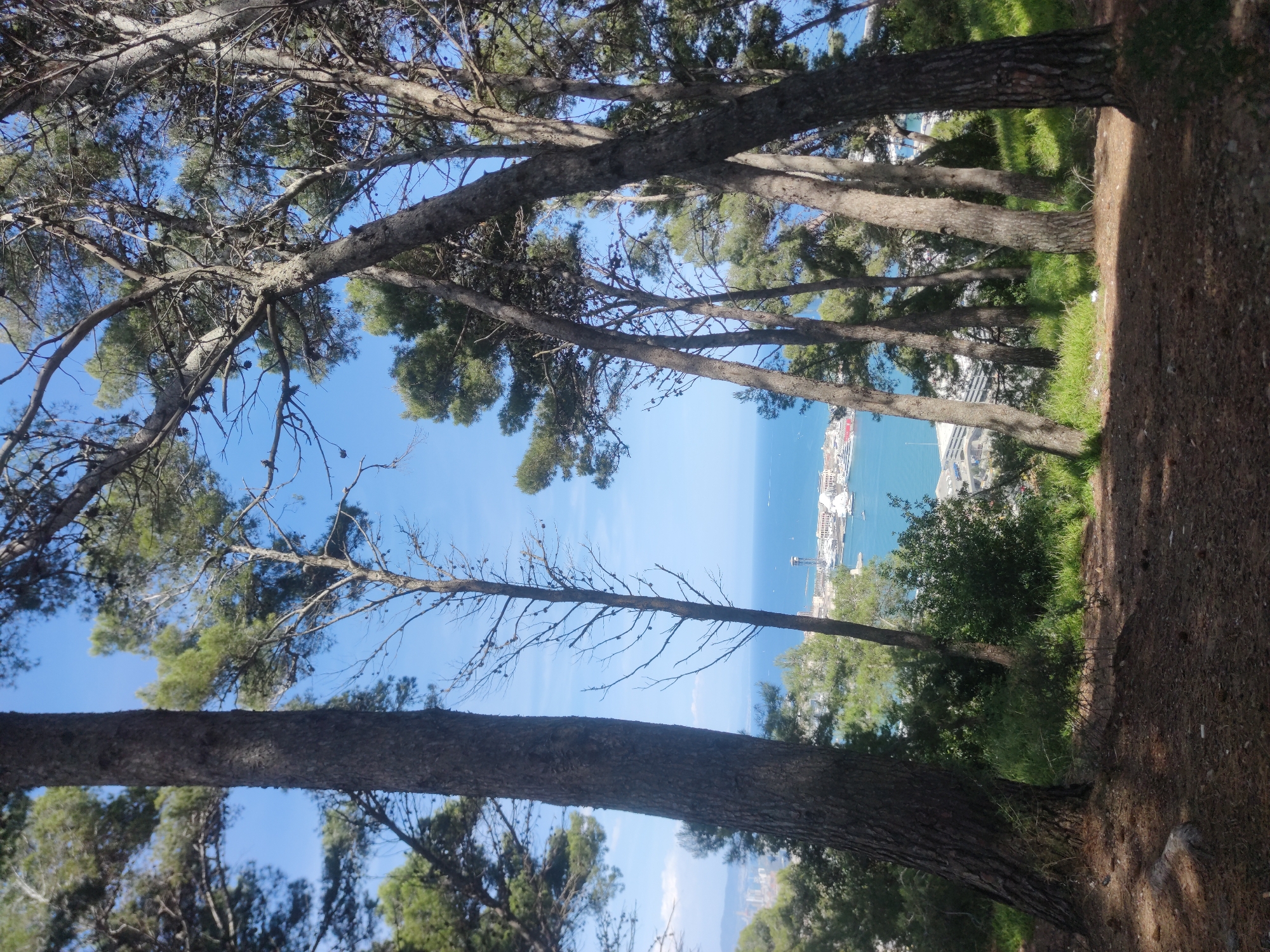 A view of the Barcelona cityscape and port, observed through the branches and trunks of pine trees. The scene is captured from an elevated perspective, likely a hillside park. A clear blue sky is visible. The foreground shows a forest floor covered in pine needles. The city's harbor is visible in the distance, with the World Trade Center Barcelona visible.