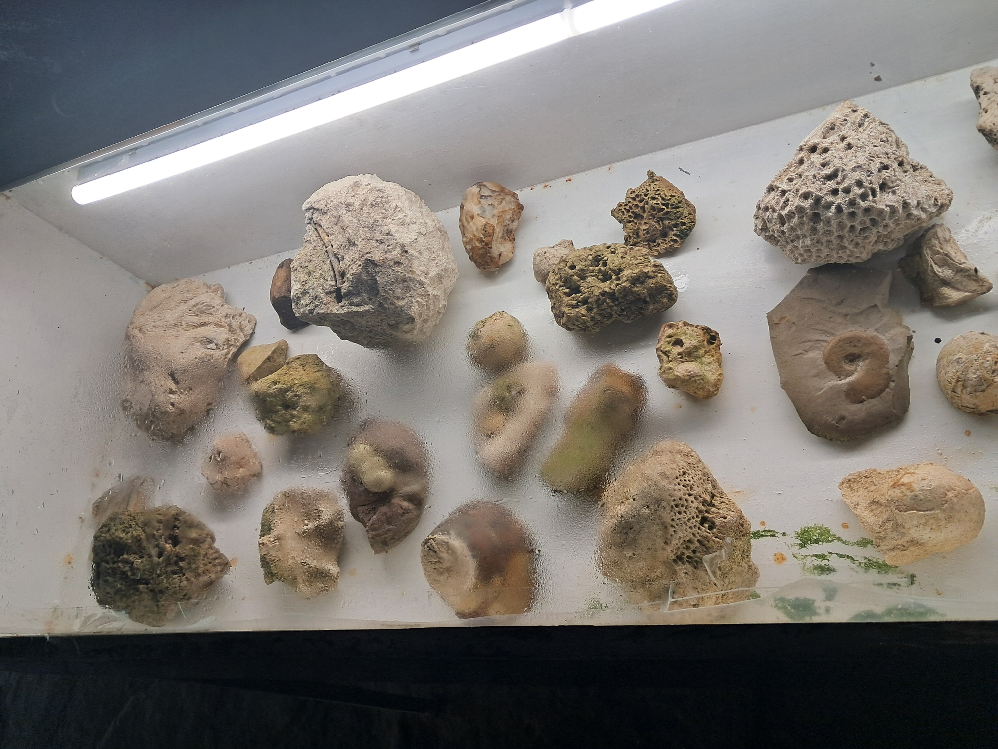The image depicts a collection of rocks and fossils displayed in a glass-fronted case, likely in a museum or exhibit. The artifacts vary in size, shape, and texture, with some exhibiting porous surfaces and others showcasing smooth, rounded forms. A few items have visible fossilized structures. The glass case is slightly fogged, obscuring some of the details. There is some green moss growing underneath the rocks in the bottom-right corner of the glass case. The origin of the objects is not determinable from the image. The location of Колишовци, Bulgaria is not explicitly visible in the image.