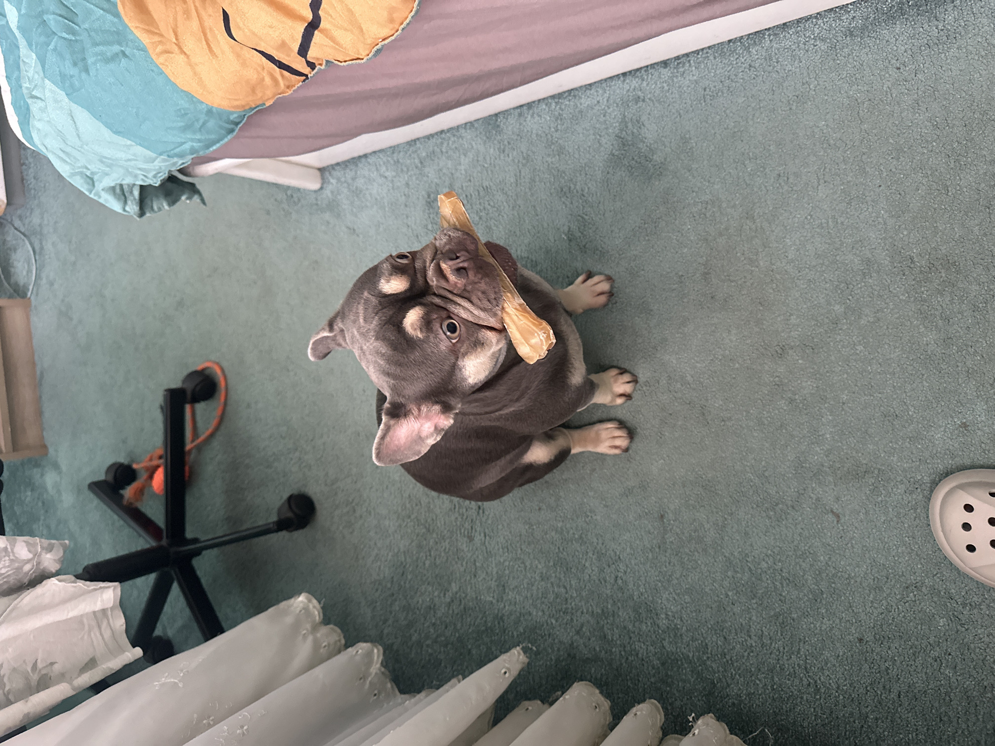 Within an indoor carpeted room located in the city of Unknown, Unknown, a French Bulldog sits centrally on a light blue-green low-pile carpet. The dog possesses a dark grey-brown coat with distinct tan markings around its eyes, snout, and on its paws. It is observed holding a light tan, bone-shaped chew toy transversely in its mouth and gazes directly forward with a wide-eyed expression. To the left of the dog, a section of white, sheer curtains with embroidered details hangs, partially obscuring the black five-pronged base of an office chair fitted with wheels. An orange cord or rope is visible entangled near the chair's base. To the right of the dog, the side of a bed frame, appearing light purple, is present. A light blue and white striped blanket is draped over the bed, alongside an orange fabric displaying black stripe patterns. In the lower left corner of the frame, the front portion of a light-colored, perforated Croc-style shoe is partially visible.