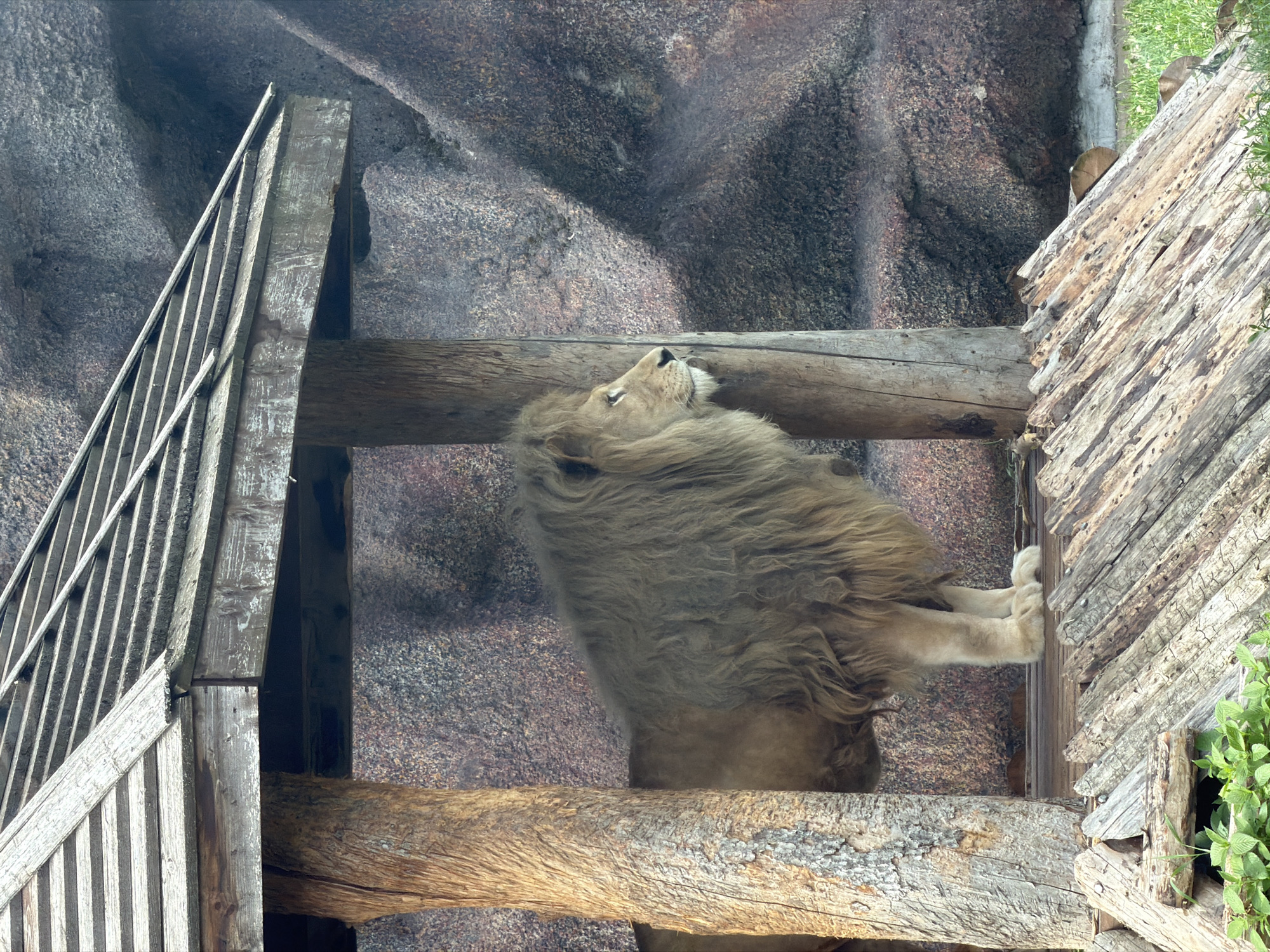 A lion stands under a wooden shelter in a zoo enclosure. The lion is facing to the right, with its mane prominently displayed. The shelter is constructed from rough-hewn logs and planks, with a slatted wooden roof. Behind the shelter, a textured, rocky wall forms the background. In the foreground, there is a sloped wooden platform with logs laid across it. Green plants are visible in the bottom left corner. The scene is likely part of an exhibit at the Izhevsk Zoo in Izhevsk, Russia.