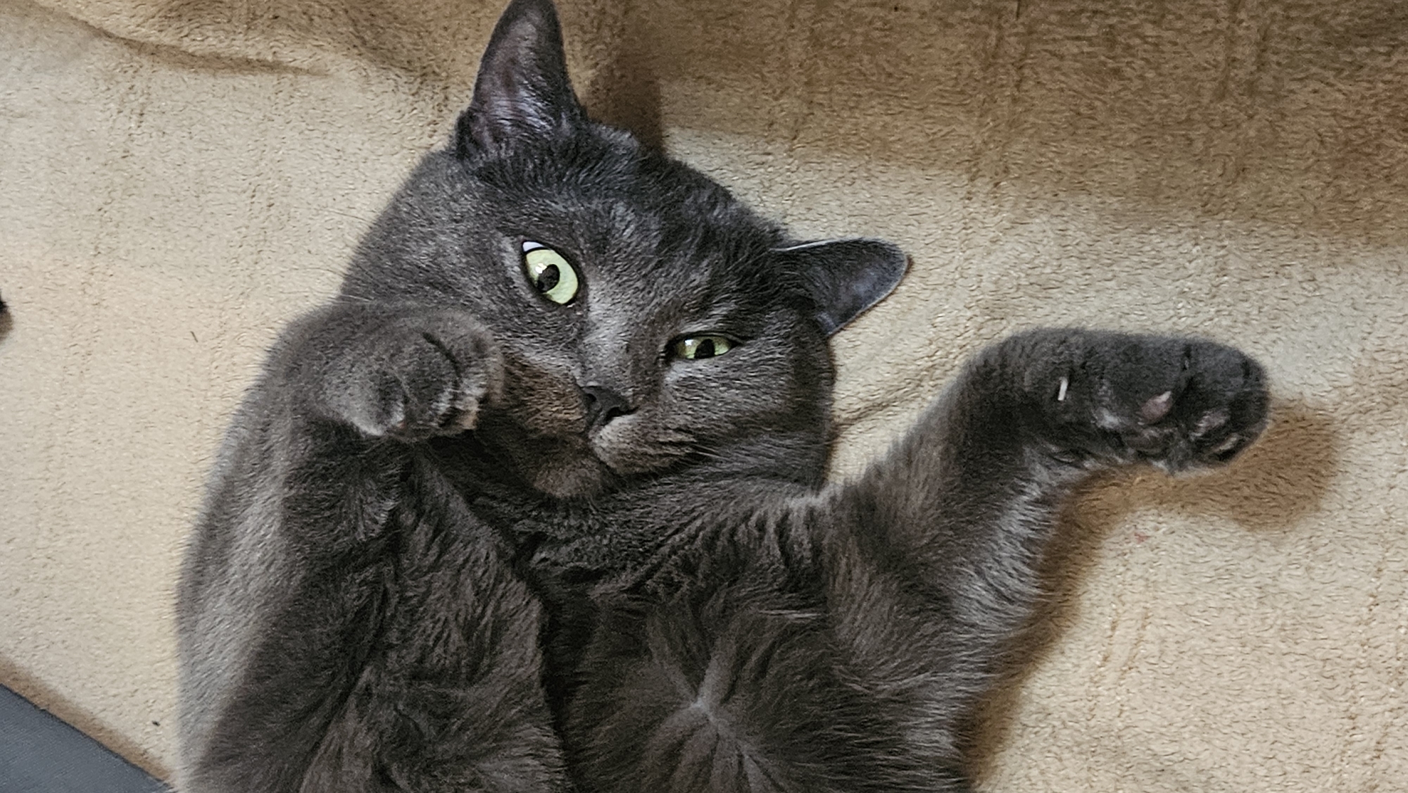 A gray cat is lying on its back on a tan, textured surface. The cat has bright green eyes and is looking directly at the camera. Its front paws are curled up near its chest. The image appears to be taken indoors. There is no indication of a specific location in the city of Krasnodar, Russia.