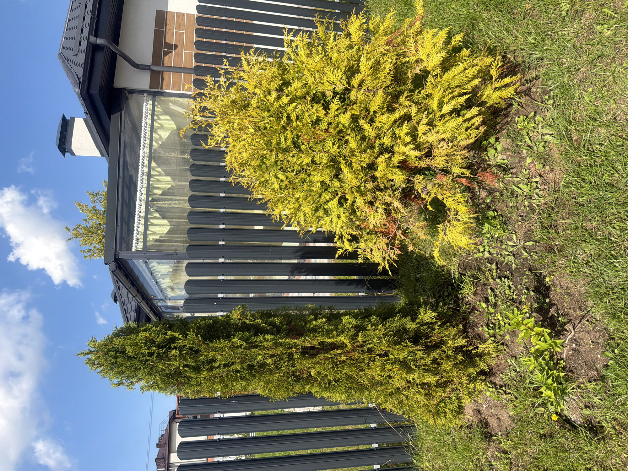 In Golubevo, Russia, a dark gray, vertical-slat fence runs across the foreground of the image. To the left of the fence, a tall, conical evergreen tree with vibrant green foliage stands. To the right of this tree, and partially obscured by it, is a rounded, shrub-like evergreen tree with golden-yellow foliage. Behind the fence, a modern house with a dark roof and white and brick facade is visible. A glass-enclosed structure with yellow curtains is attached to the house, and a white chimney with a dark cap extends from the roof. The ground in front of the fence is covered in green grass and patches of soil with small plants. The sky above is blue with scattered white clouds.