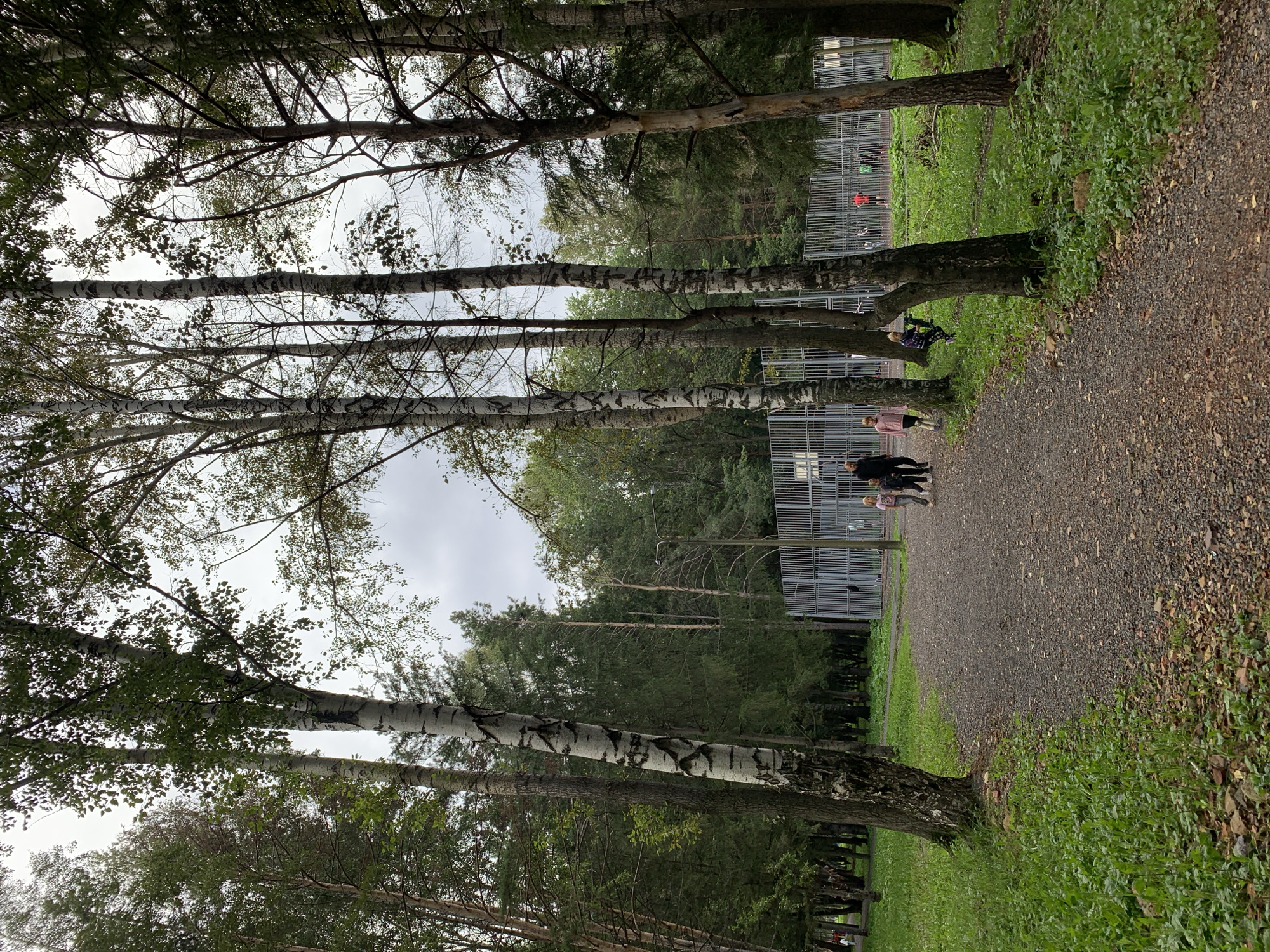 An outdoor, vertical, eye-level shot captures a park-like setting with a graveled path leading towards a fenced-in sports court. Several tall birch trees with distinctive white bark and black markings dominate the foreground, with dense green foliage and other trees forming a backdrop. The sky above is overcast.
On the graveled path, three individuals are walking away from the camera: an adult male and two children, a girl and a boy. To the right of the path, a young girl on a scooter is visible. Beyond the path and the trees, a metal fence encloses a court where several individuals, appearing to be children and adults, are engaged in activities. The ground inside the court is a reddish-brown color, possibly dirt or a synthetic surface. The overall environment suggests a public park or recreational area. The specific location is the park on Sportivnaya Street in Prokopyevsk, Russia.