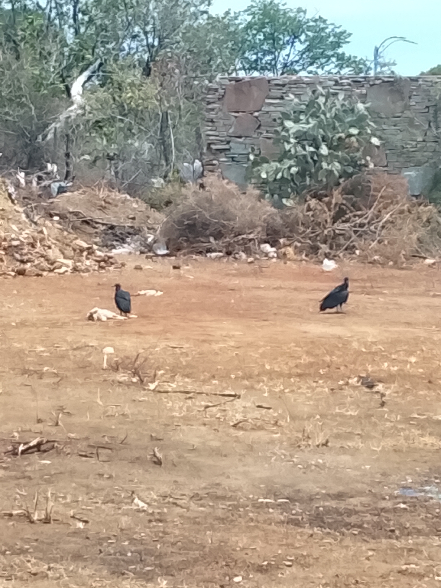 The scene is a dirt-covered area with sparse vegetation. Two black vultures are present. One is standing next to what appears to be the remains of an animal or carcass. In the background, there is a stone wall, along with dry brush and what appears to be some trash or debris. The location is Altagracia, Venezuela.
