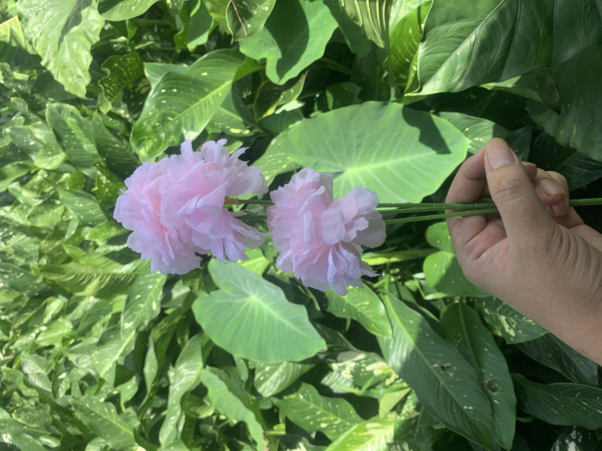 A person's hand holds two delicate pink artificial flowers against a backdrop of lush green foliage in Kuala Pembuang, Indonesia. The hand is positioned in the lower right quadrant of the frame, with fingers gently grasping the stems of the flowers. The flowers themselves are a pale pink, with multiple ruffled petals, creating a soft, almost ethereal appearance. Behind the flowers, large, glossy green leaves dominate the scene. These leaves appear to be from a tropical plant, with some showing lighter variegation and occasional small holes. The lighting suggests a bright, sunny day, with shadows cast by the leaves adding depth and texture to the environment. The overall impression is one of natural beauty, enhanced by the artificial flowers.