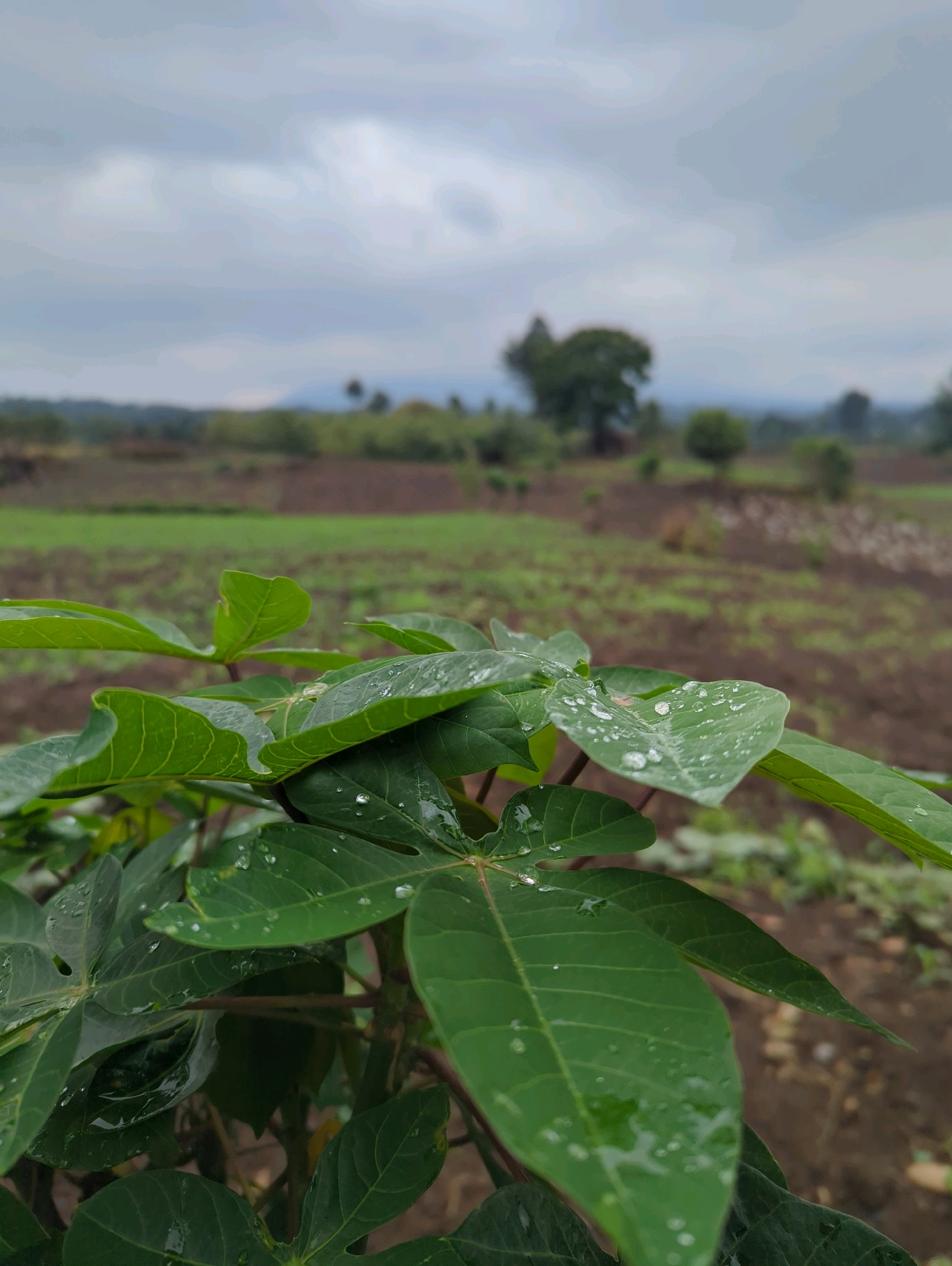 In the foreground of this image, a lush green plant with large, distinct leaves is prominently displayed. The leaves are wet, with numerous water droplets scattered across their surfaces, indicating recent rain or dew. The plant is in focus, showing intricate leaf veins and a slightly blurred, earthy-toned stem.
The background recedes into a rural landscape under a cloudy sky. A field, with rows of tilled earth and patches of green vegetation, stretches out towards a distant line of trees. A few scattered trees are visible in the mid-ground, some appearing larger and more mature than others. The overall environment suggests an agricultural setting.
This scene is located in the Musanze District of Rwanda. The cloudy sky and wet foliage suggest a humid or recently rained-upon climate common in this region. There are no people or animals visible in the image. The focus is on the natural elements of the plant and the agricultural landscape.
