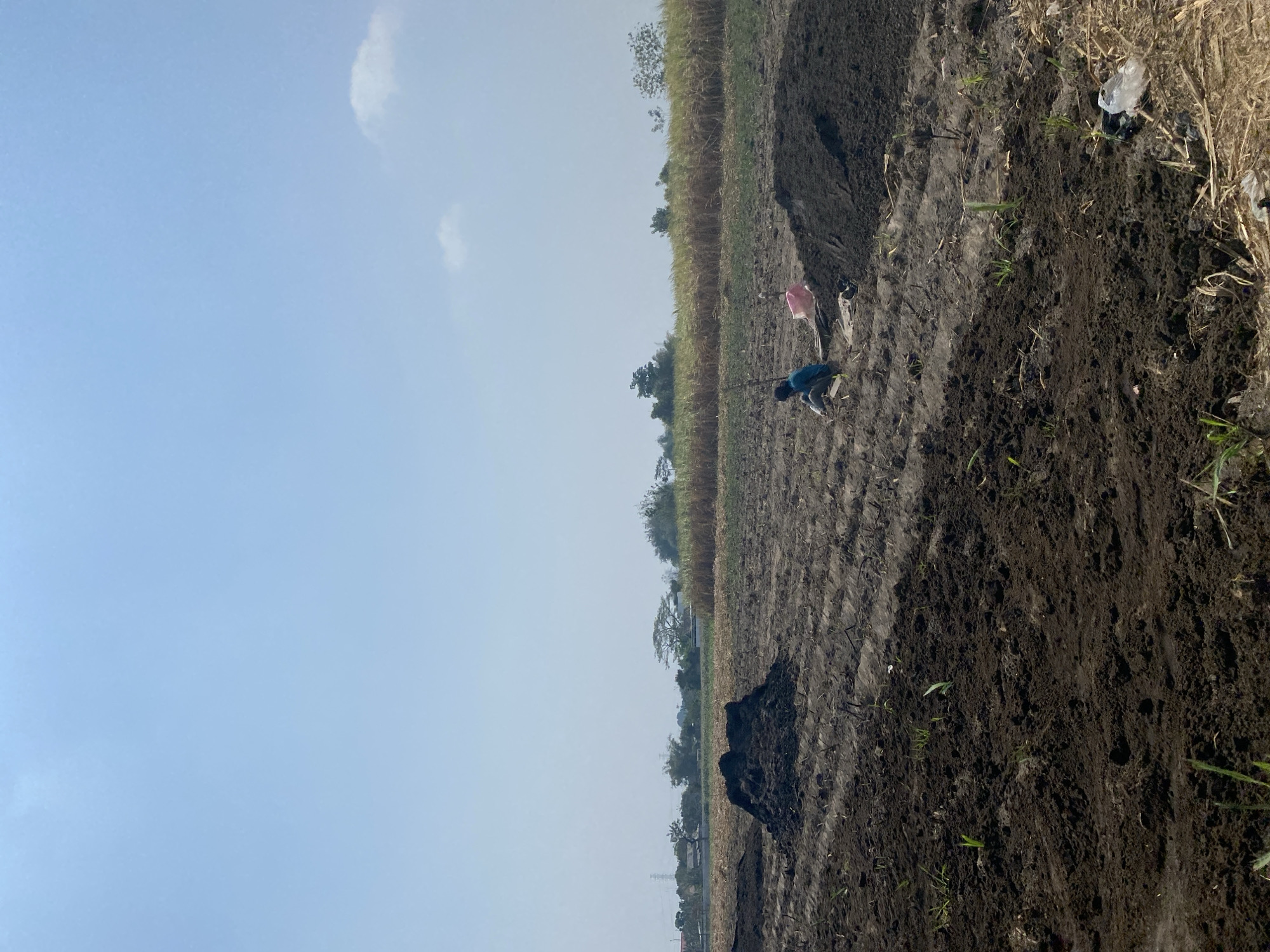 A person is working in a field, possibly plowing or planting, with a pile of dark soil to their left. Another person is to the right, also working in the field, with a pink bag nearby. The field appears to be a mix of tilled soil and stubble from a previous crop. In the background, there is a field of tall, dry grass or grain and a line of trees. The sky is clear and blue. This scene is located in the city of Kediri, Indonesia.