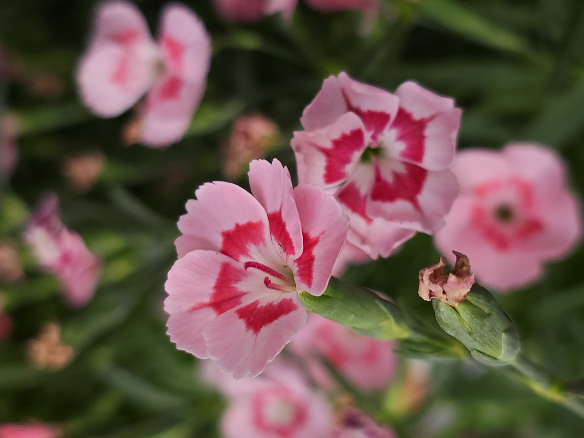 The image shows a close-up view of several pink and red dianthus flowers in bloom against a blurred green background. A flower bud is also visible. The flowers are likely outdoors in a garden or natural setting.