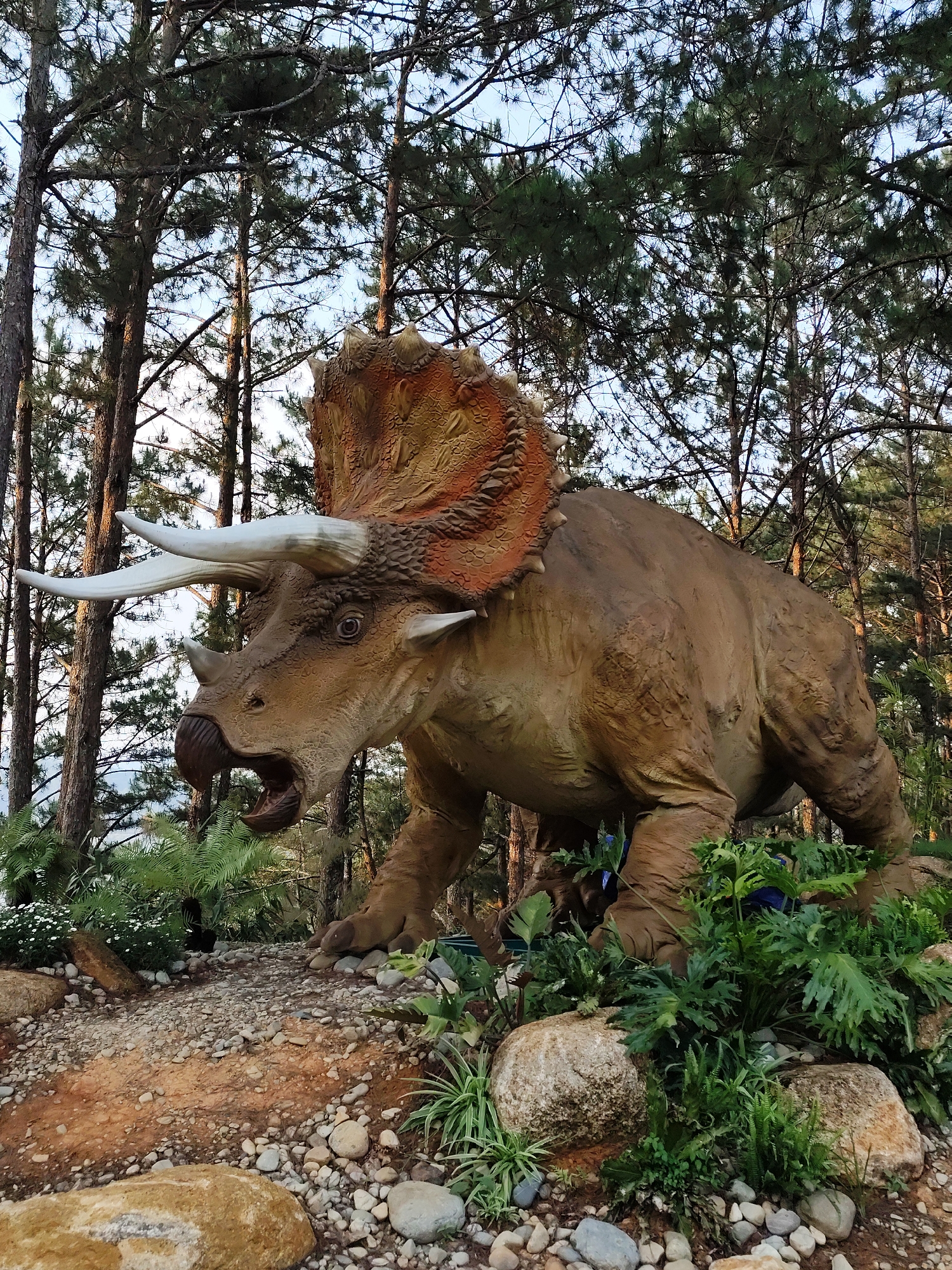 A large, life-sized Triceratops statue is set amidst a forest landscape, likely in a park or tourist attraction. The statue is predominantly brown with a textured frill that is reddish-orange in color. It has three white horns and its mouth is open. The statue is placed on a bed of small rocks and gravel surrounded by various plants, including ferns and other greenery. The backdrop consists of tall, slender trees with dense foliage that filters the sunlight. The scene is set in Da Lat, Vietnam.